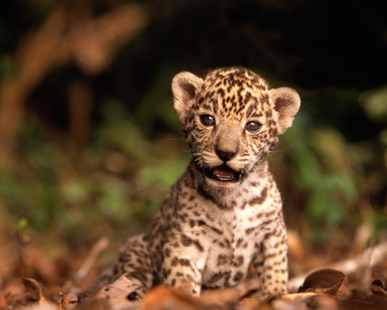 Descarga gratis la imagen Animales, Leopardo en el escritorio de tu PC