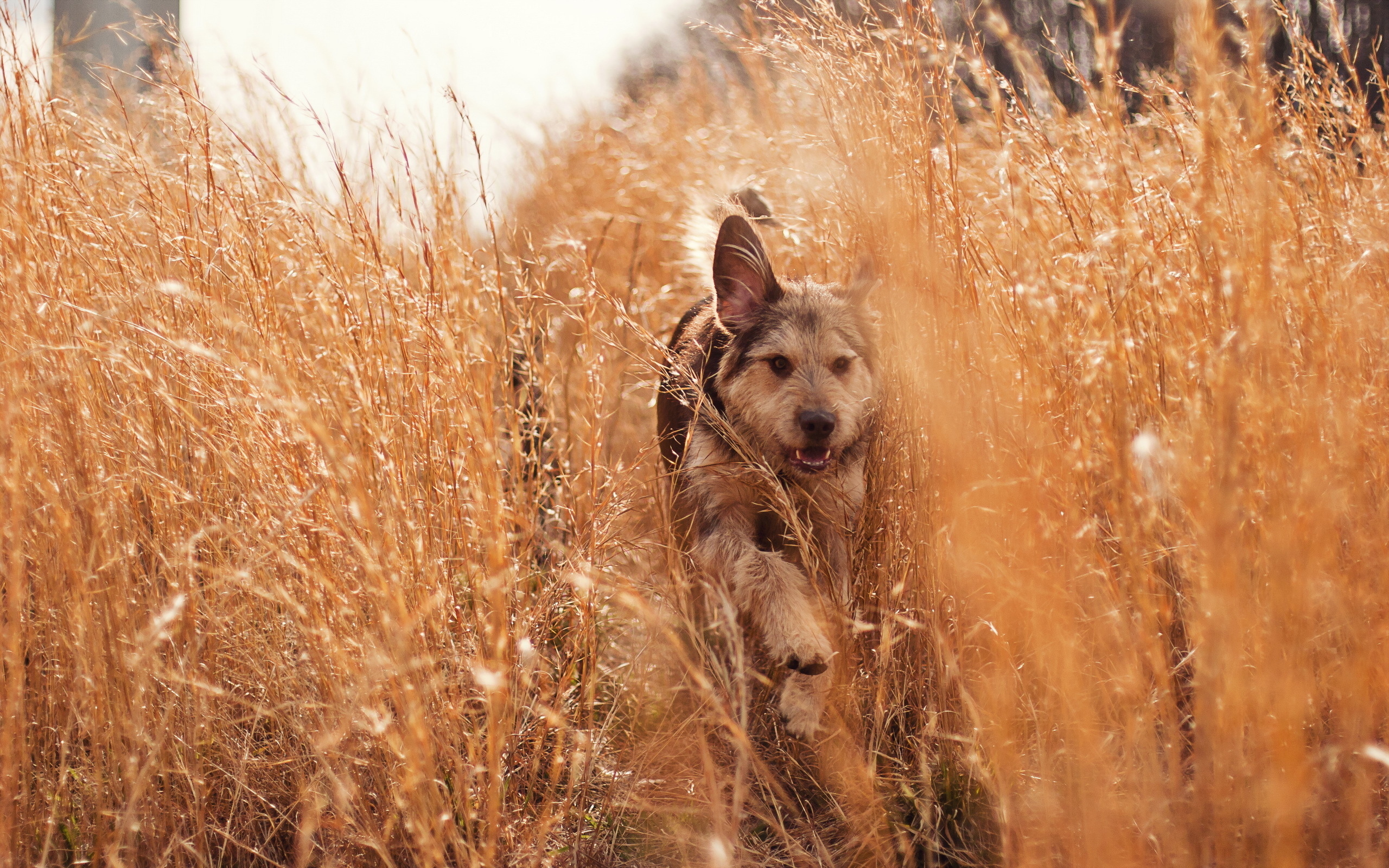 Laden Sie das Hunde, Hund, Tiere-Bild kostenlos auf Ihren PC-Desktop herunter