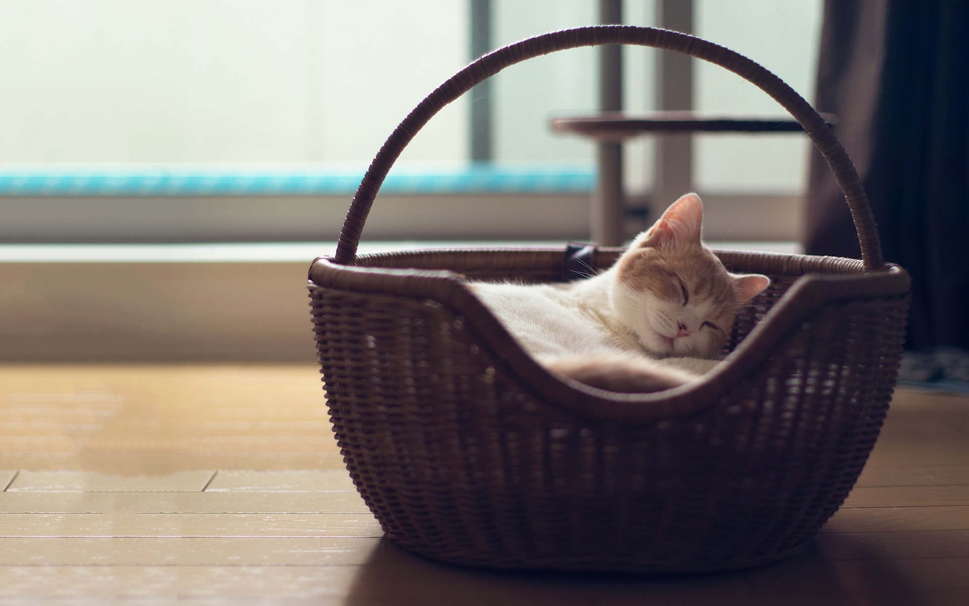 Baixe gratuitamente a imagem Animais, Gatos, Gato na área de trabalho do seu PC