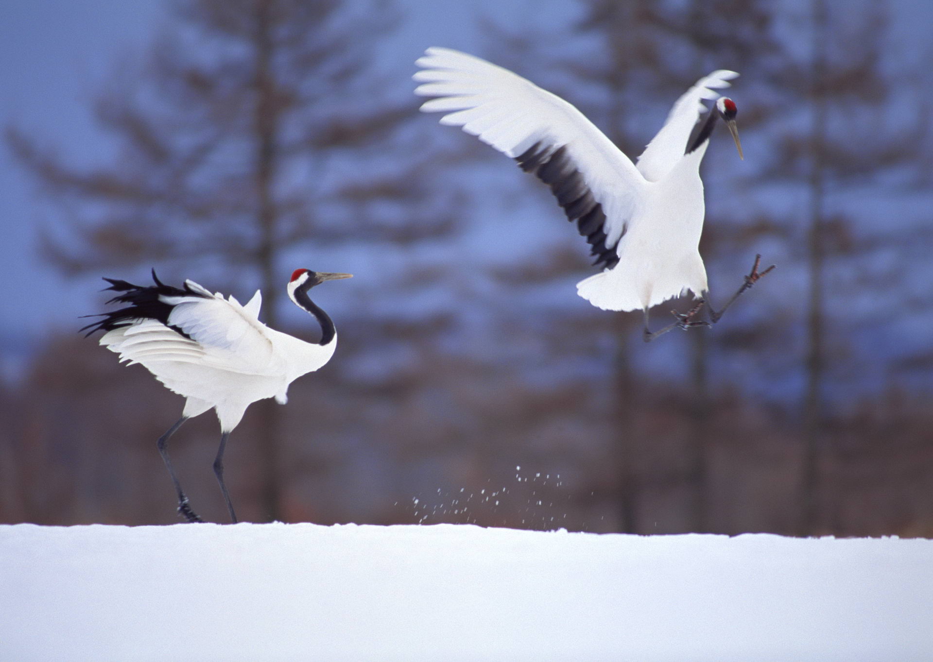 PCデスクトップに動物, 鳥画像を無料でダウンロード