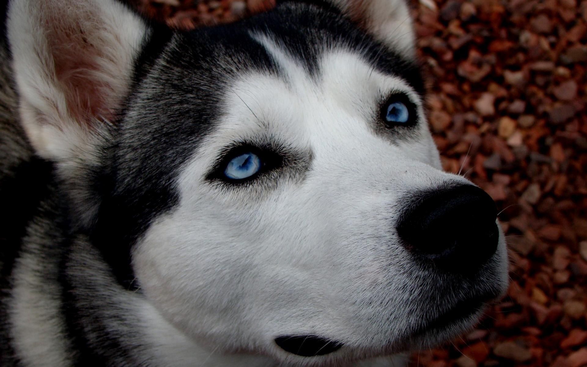 animals, dog, spotted, spotty, husky, haska, blue eyed Full HD