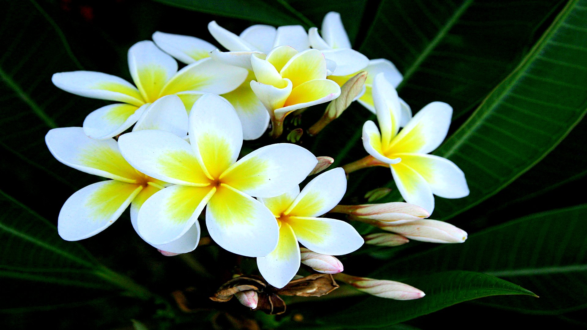 Baixe gratuitamente a imagem Flores, Frangipani, Terra/natureza na área de trabalho do seu PC