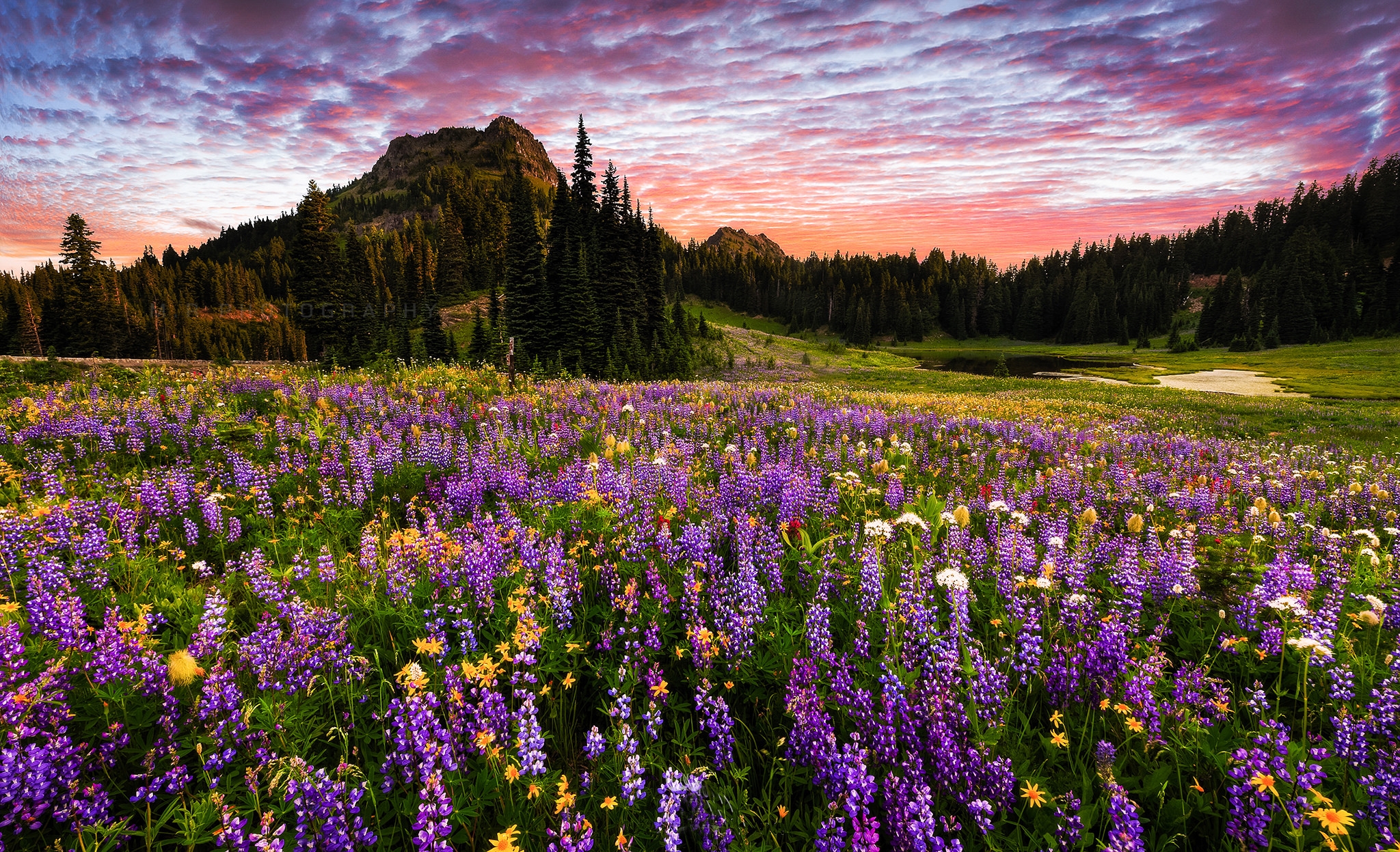earth, landscape, flower, forest, mount rainier, mountain, purple flower