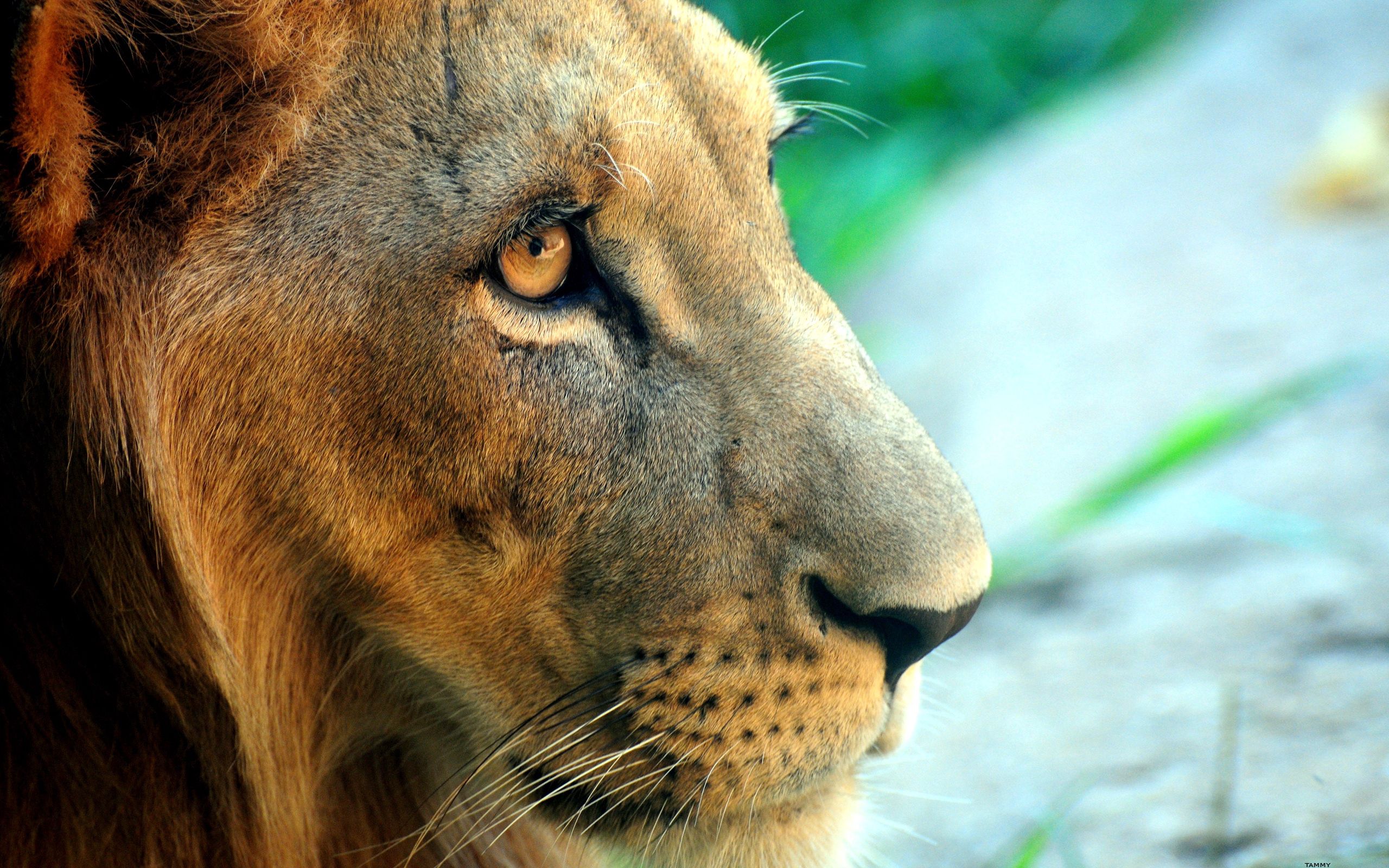 Download mobile wallpaper Animals, Muzzle, Sight, Opinion, Predator, Big Cat, Lion for free.