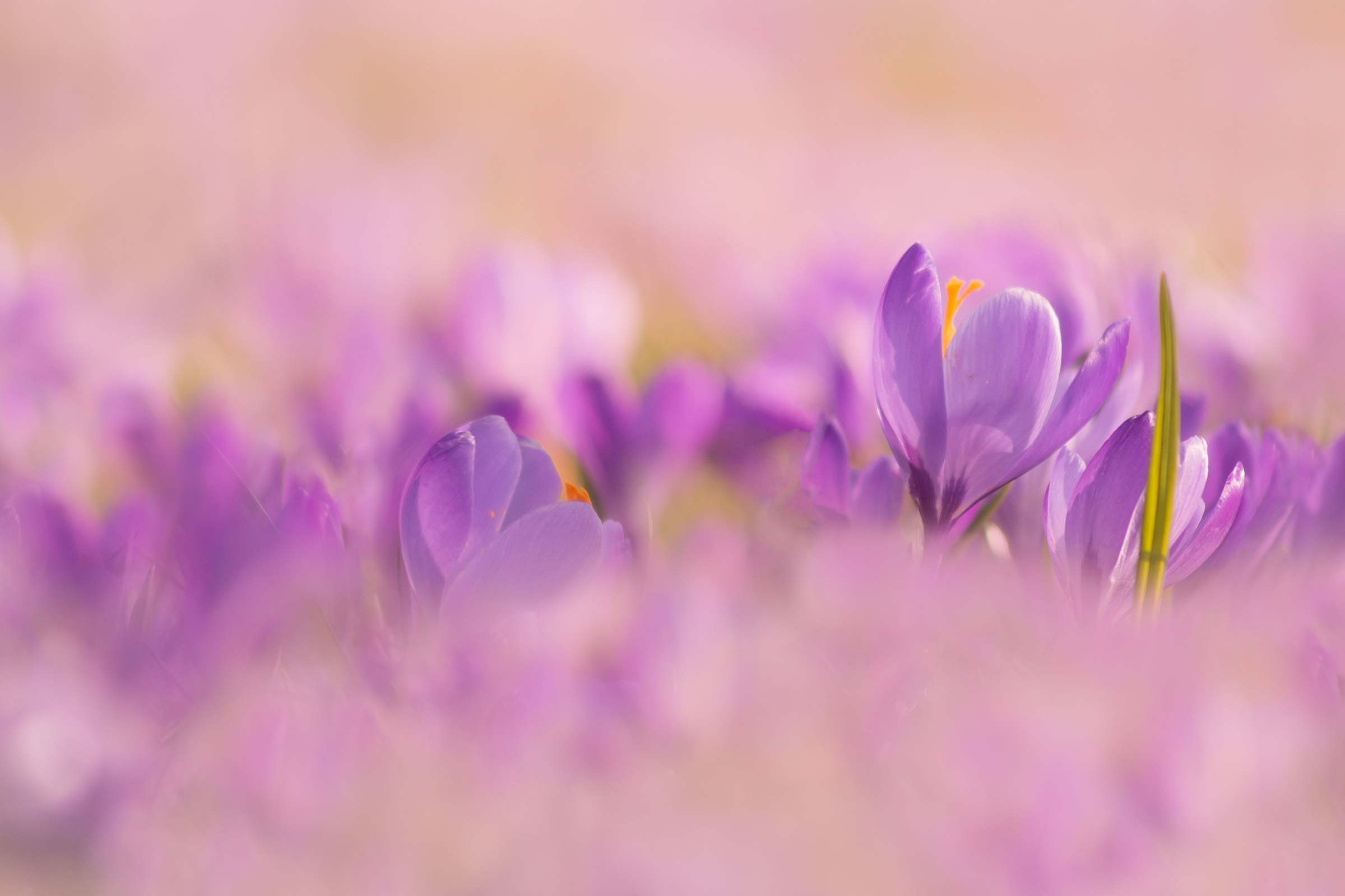 PCデスクトップにフラワーズ, 花, 大きい, 地球, クロッカス, 紫色の花画像を無料でダウンロード
