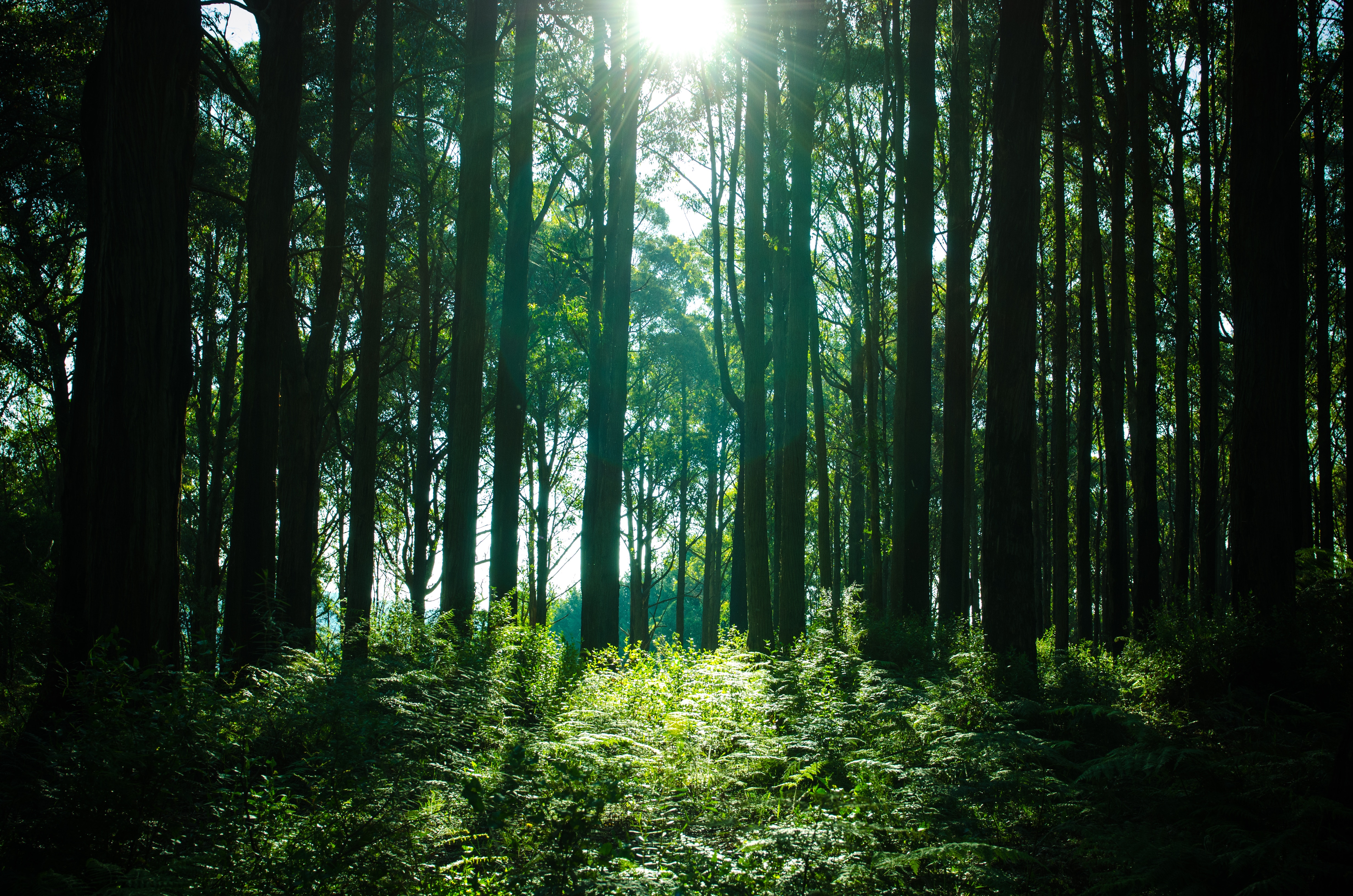 PCデスクトップに自然, 木, 輝く, 光, 森林, 森画像を無料でダウンロード