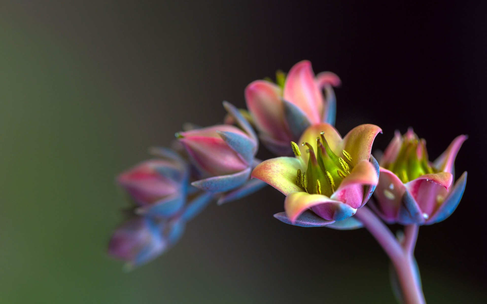 Téléchargez gratuitement l'image Fleurs, Fleur, Terre/nature sur le bureau de votre PC