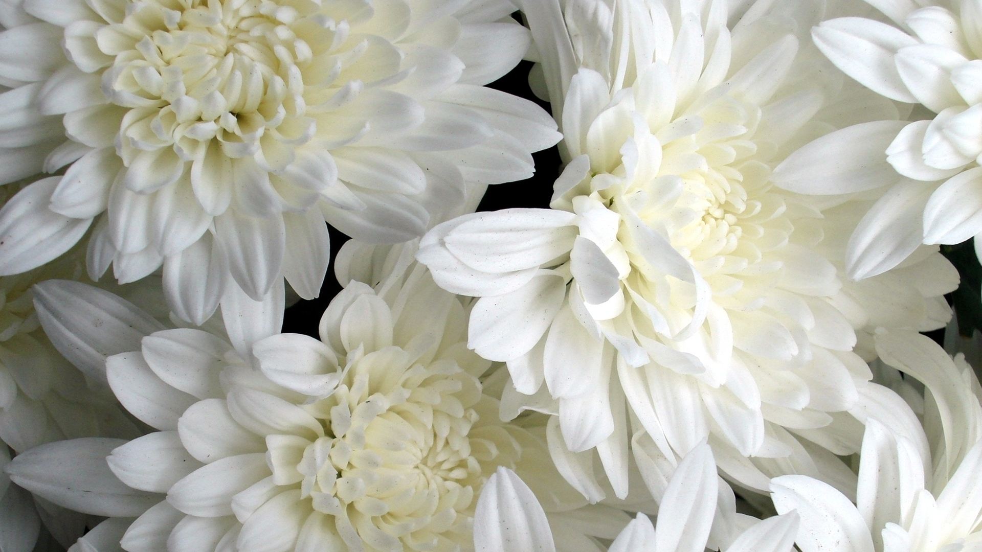 Free download wallpaper Flowers, Flower, Close Up, Earth, Dahlia, White Flower on your PC desktop