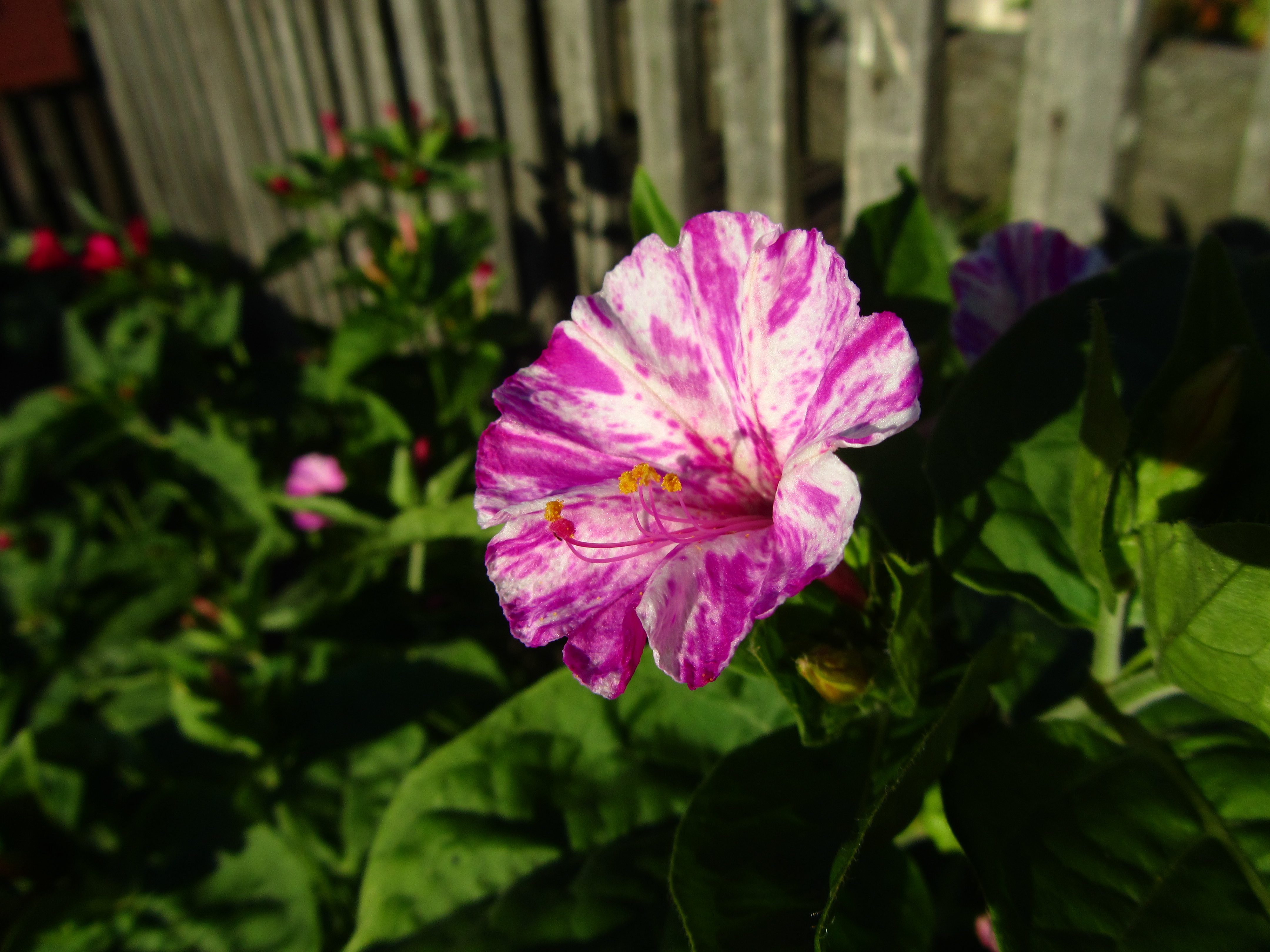 Descarga gratuita de fondo de pantalla para móvil de Flores, Flor, Tierra/naturaleza.