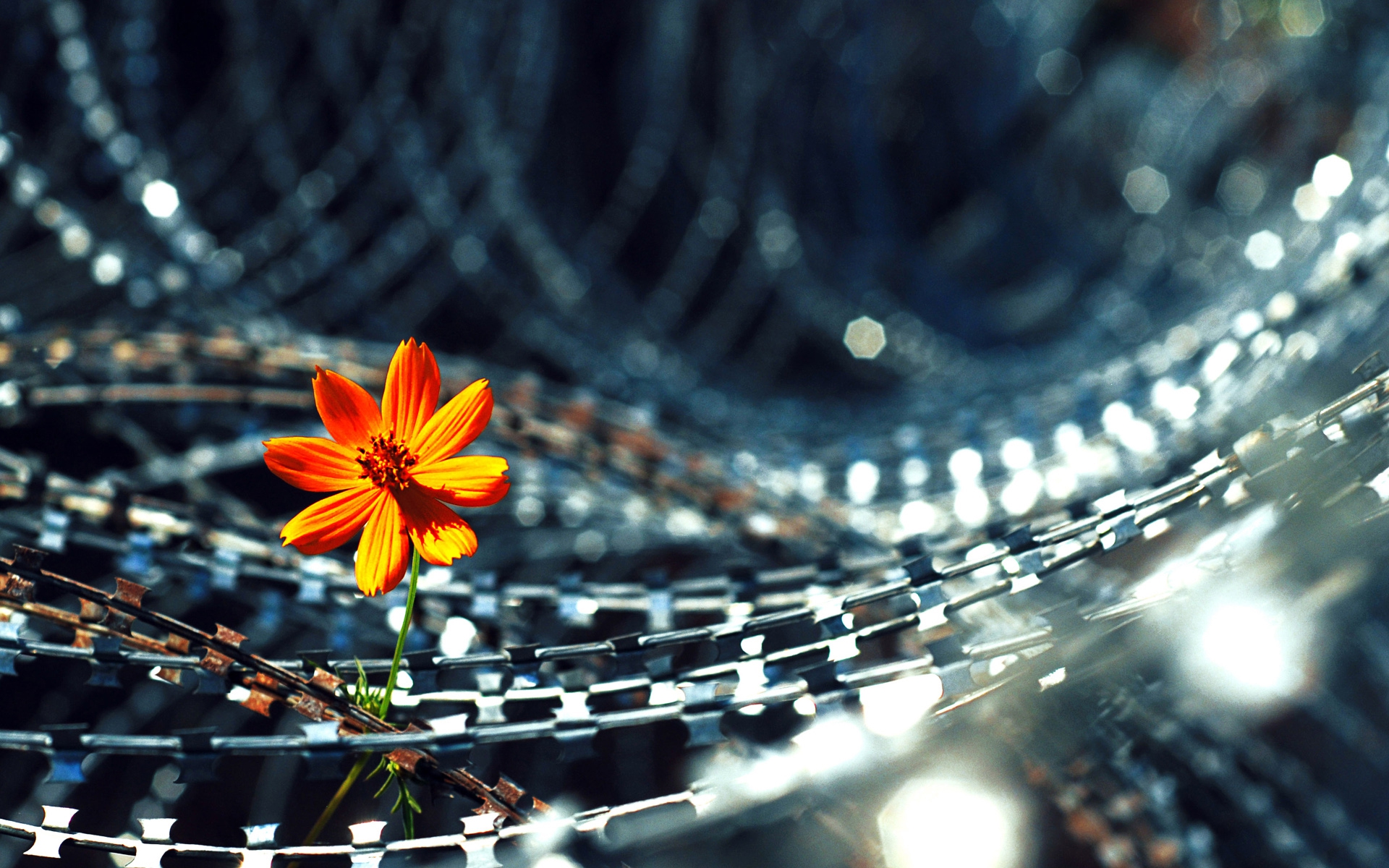 Téléchargez gratuitement l'image Fleurs, Fleur, Terre/nature sur le bureau de votre PC