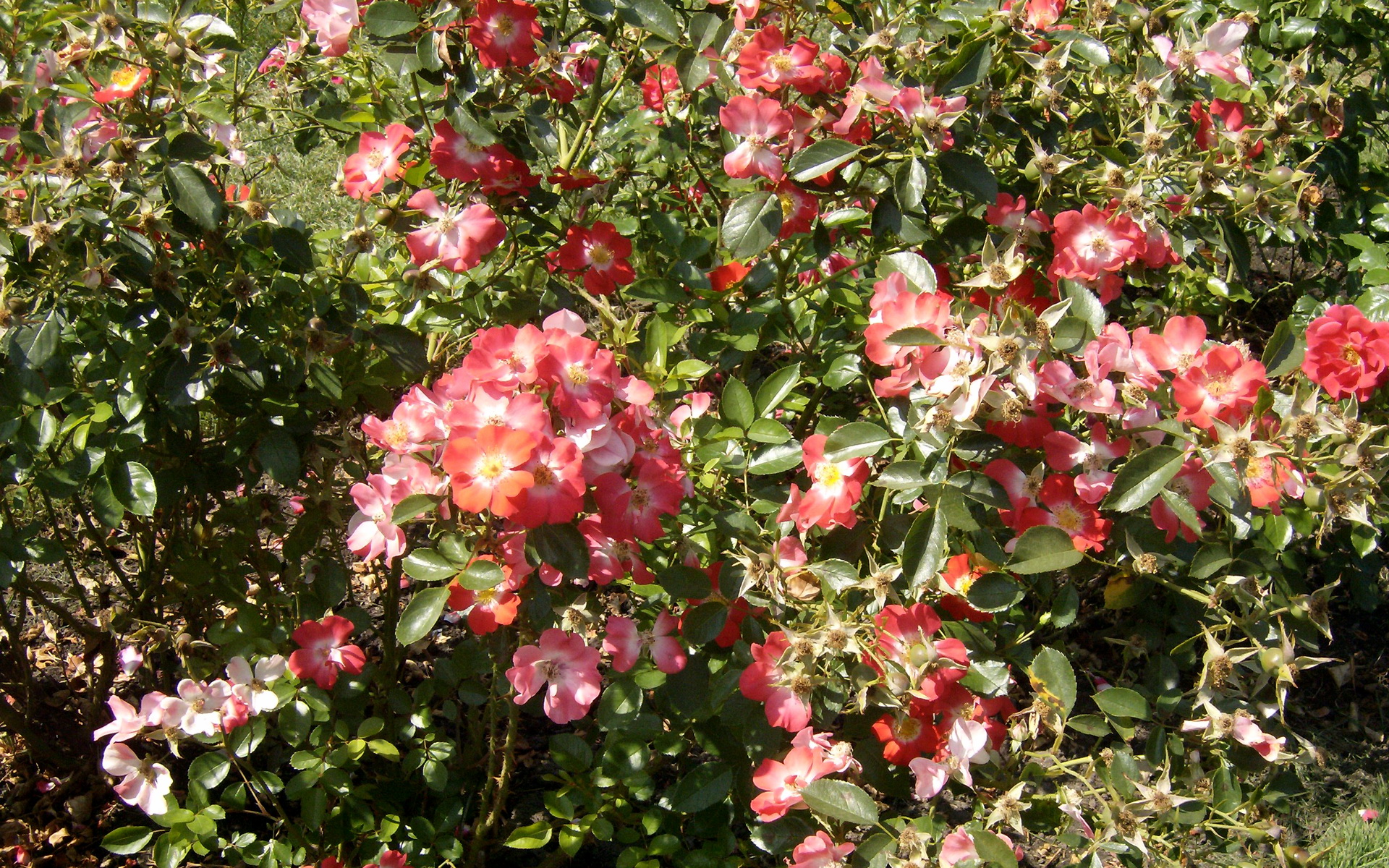 262309 скачать картинку земля/природа, розовый куст, цветок, роза, флауэрсы - обои и заставки бесплатно