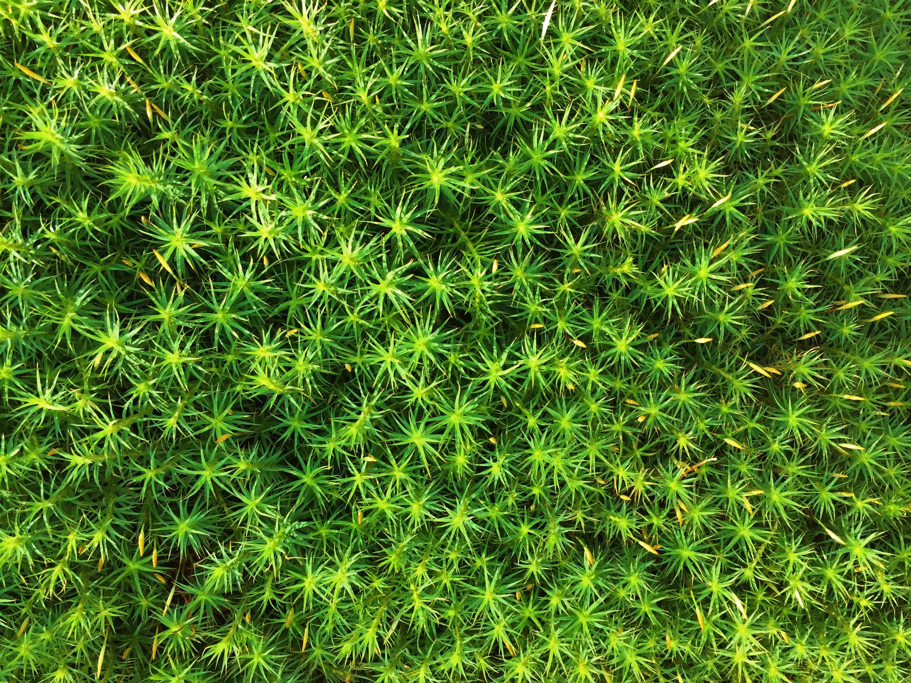 moss, green, plant, macro Full HD