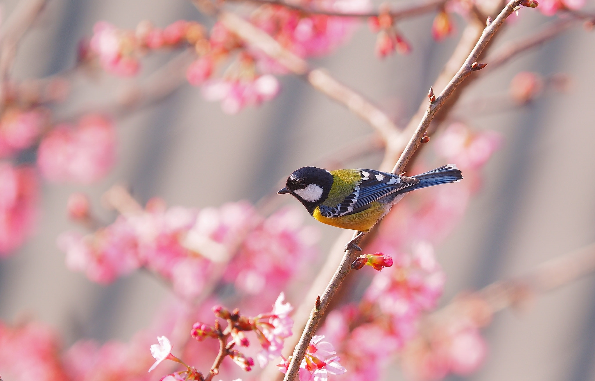PCデスクトップに動物, 鳥, 花, ぼかし, シジュウカラ画像を無料でダウンロード