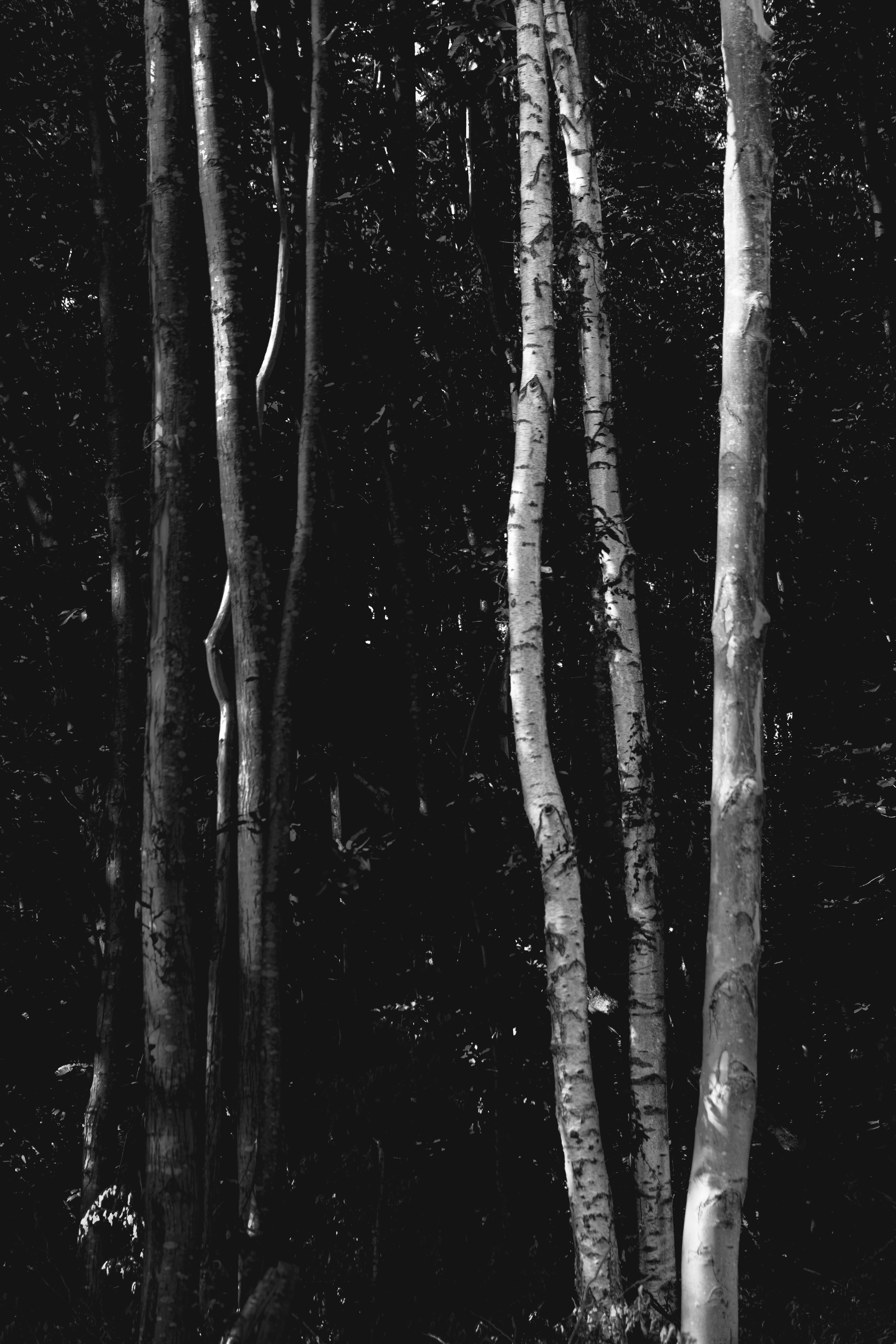 nature, trees, forest, bw, chb, birch