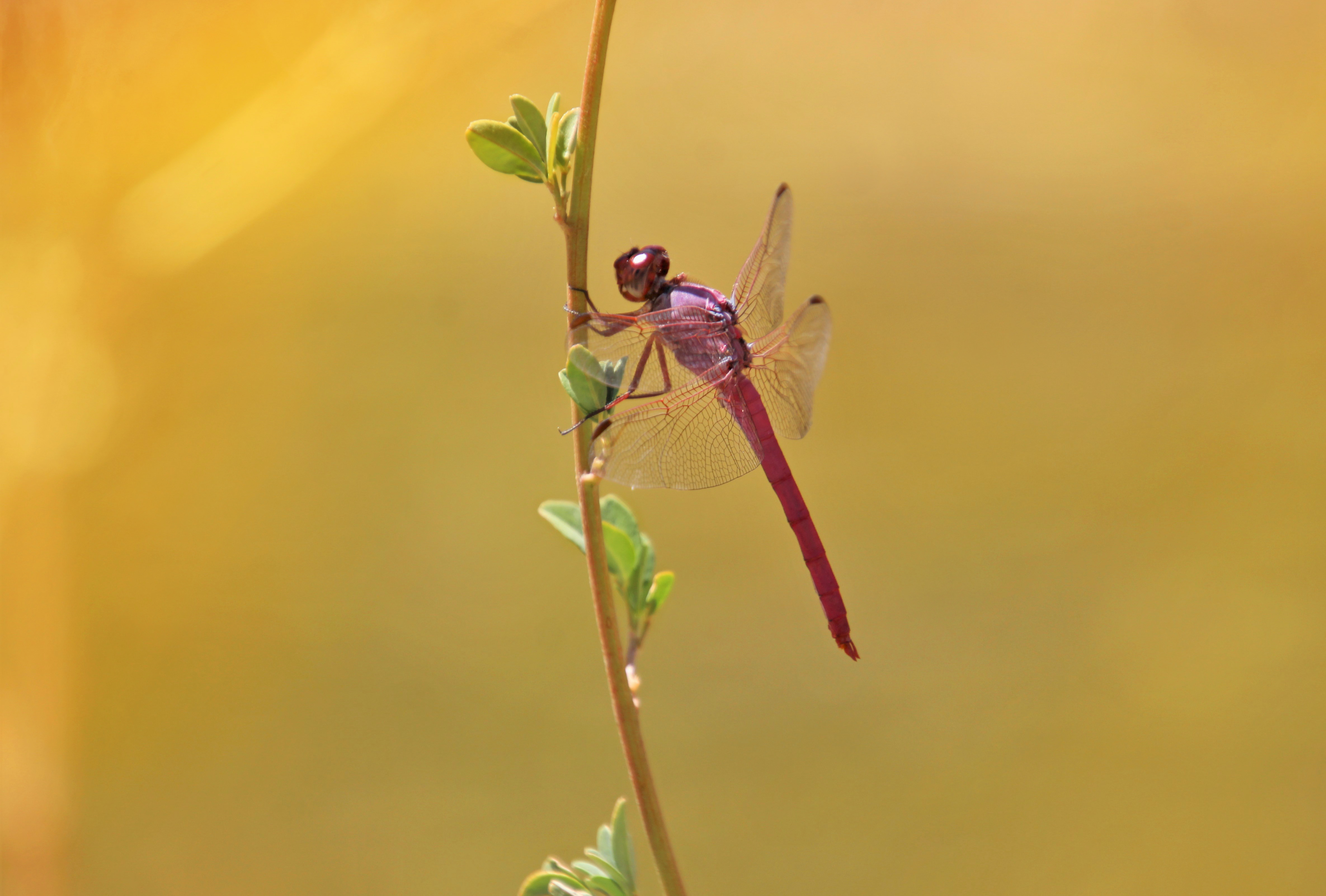 dragonfly, insect, branch, macro