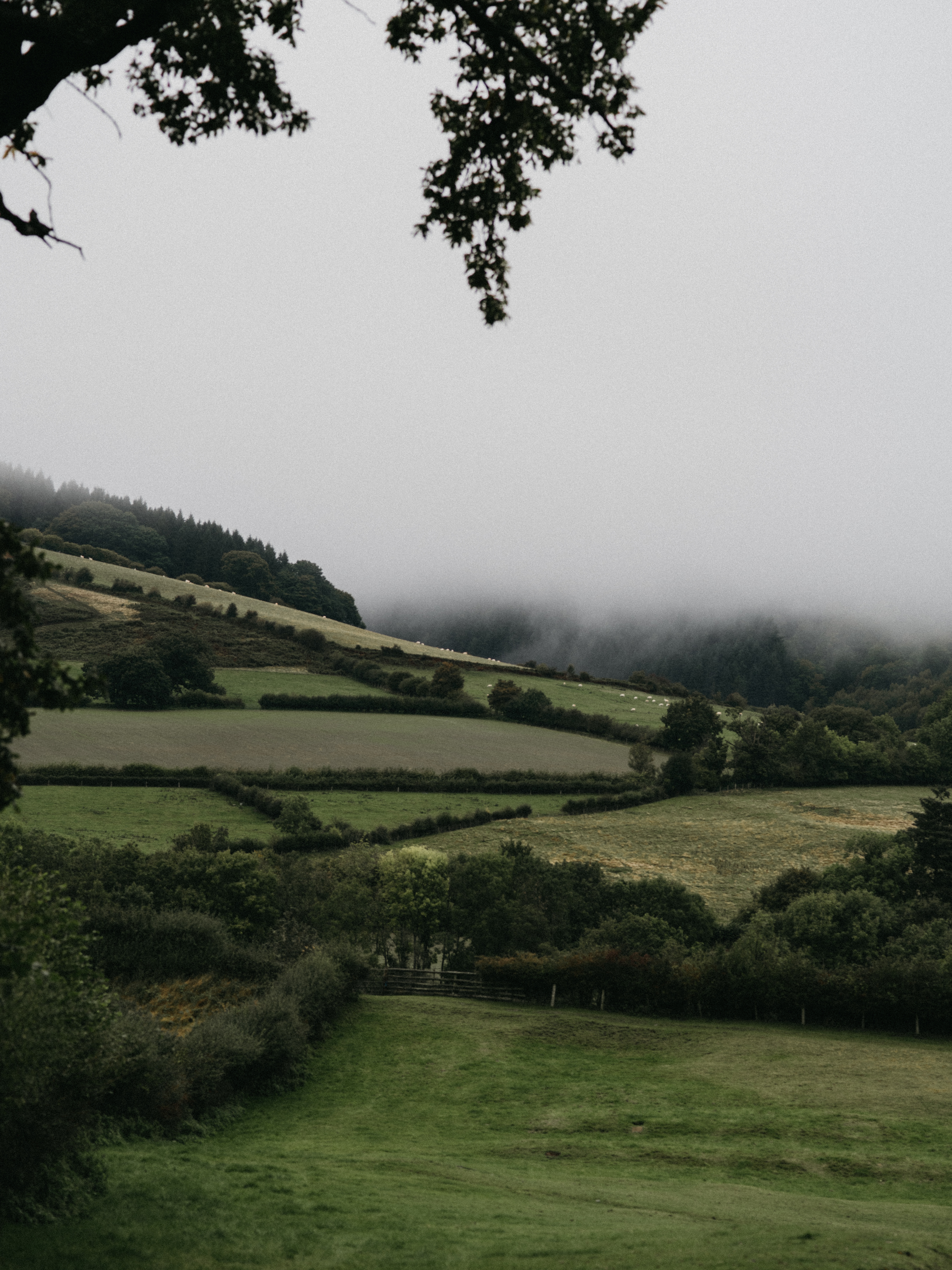156479 descargar imagen paisaje, naturaleza, árboles, arbusto, niebla, las colinas, colinas: fondos de pantalla y protectores de pantalla gratis