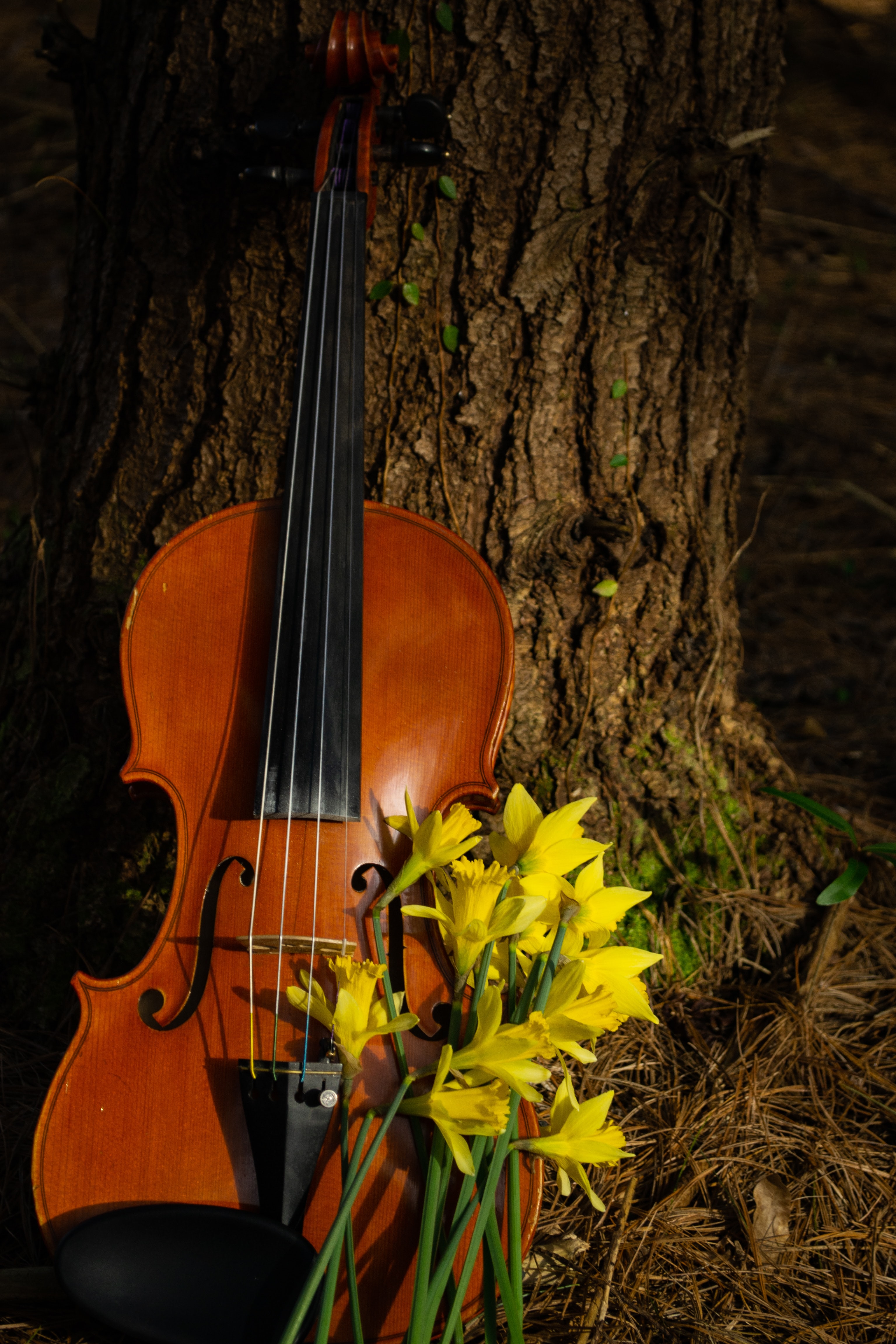 violin, musical instrument, flowers, music Phone Background