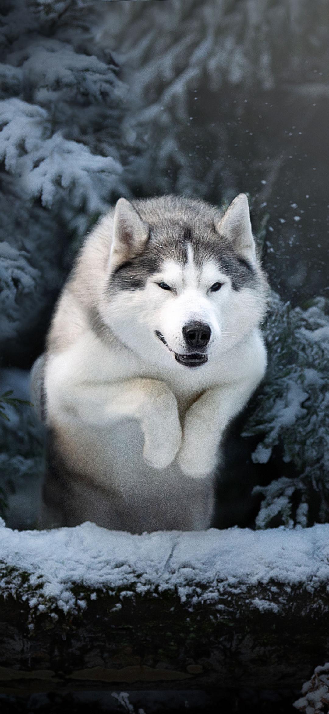 Download mobile wallpaper Winter, Dogs, Dog, Animal, Husky for free.