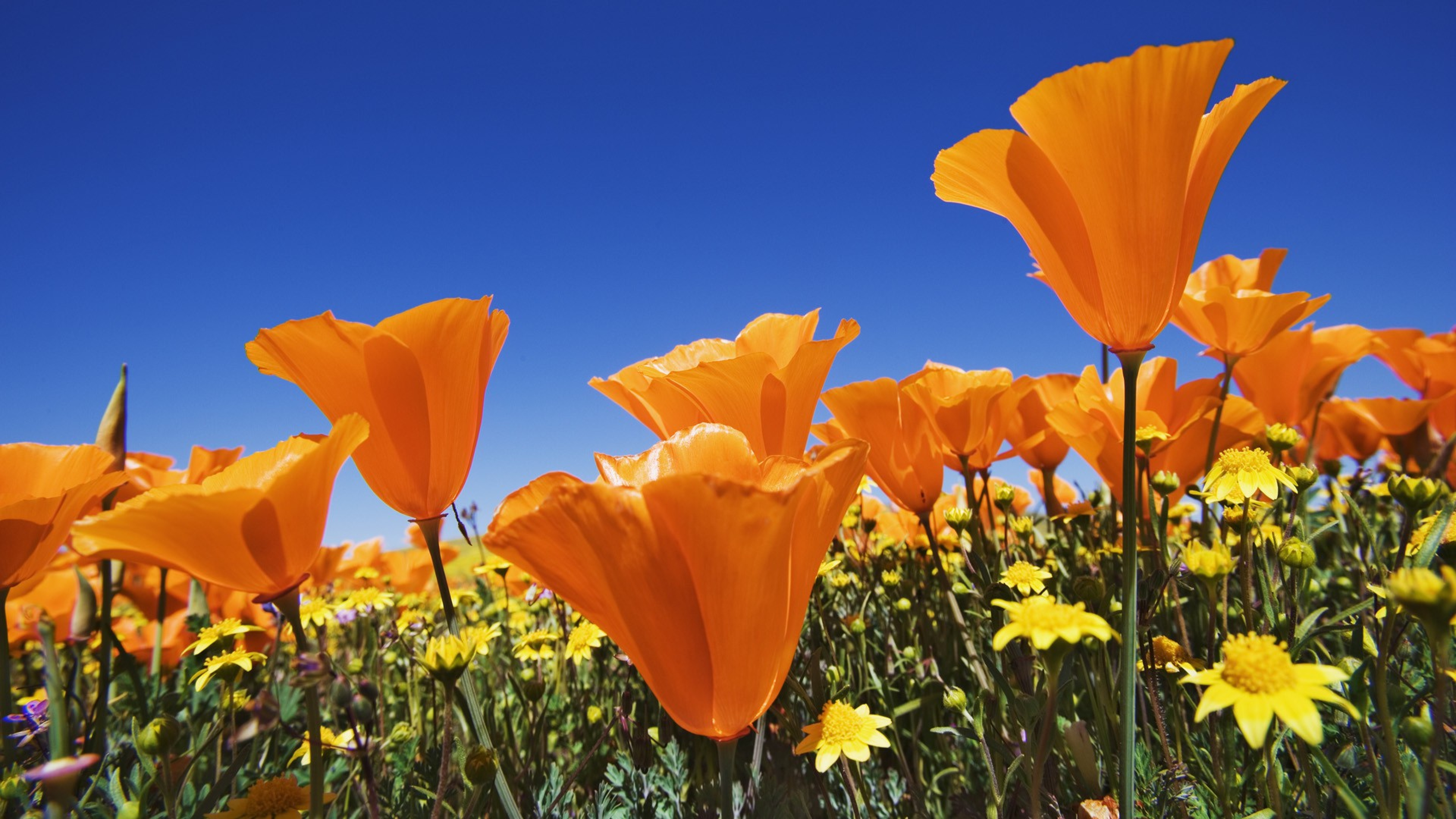 orange flower, poppy, earth, flower, nature, orange (color), flowers