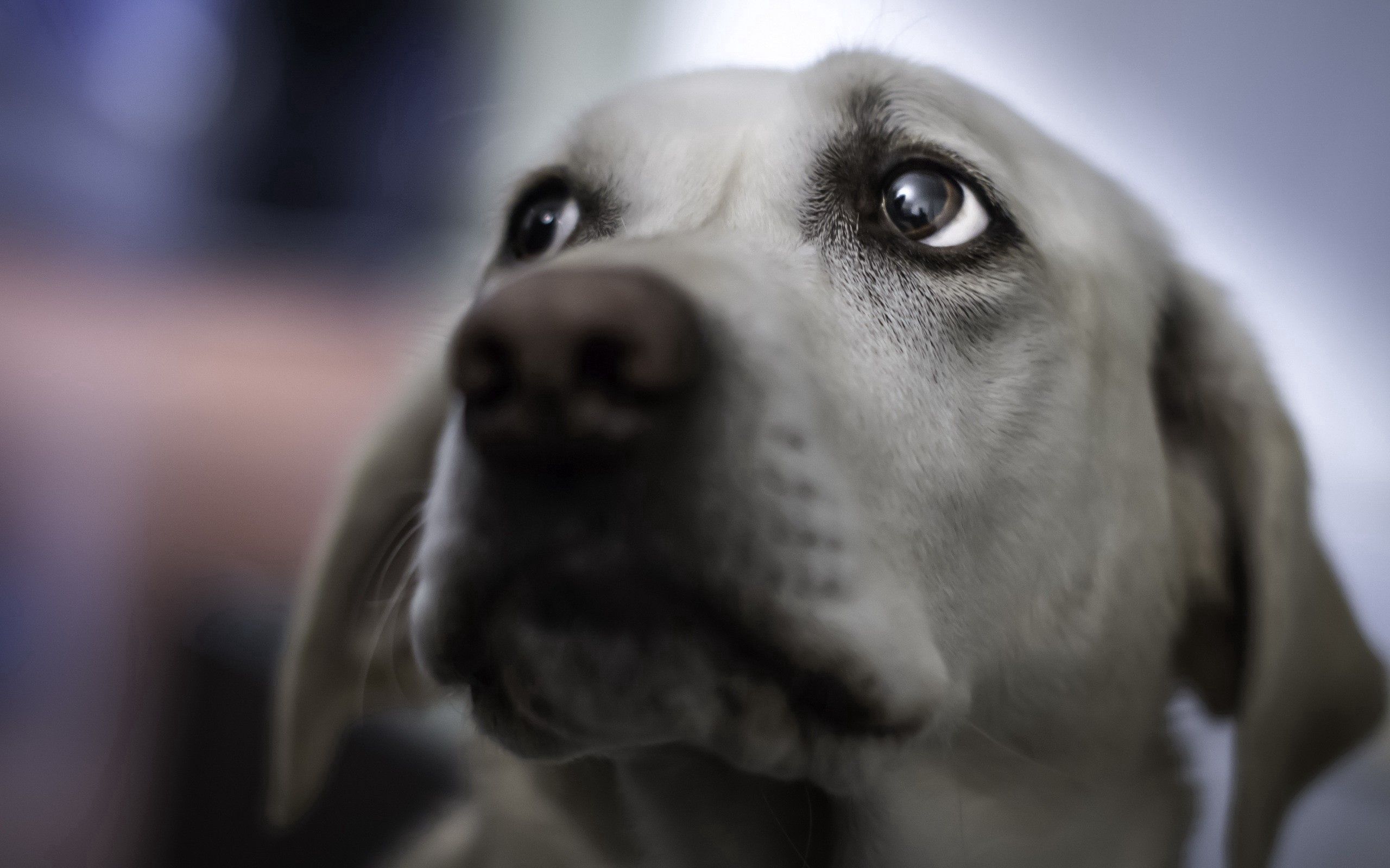 Download mobile wallpaper Animals, Dog, Muzzle, Sight, Opinion, Smooth, Grey, Blur for free.