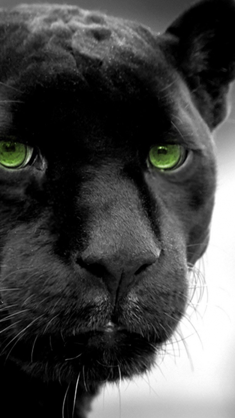 Download mobile wallpaper Cats, Animal, Panther, Black Panther for free.
