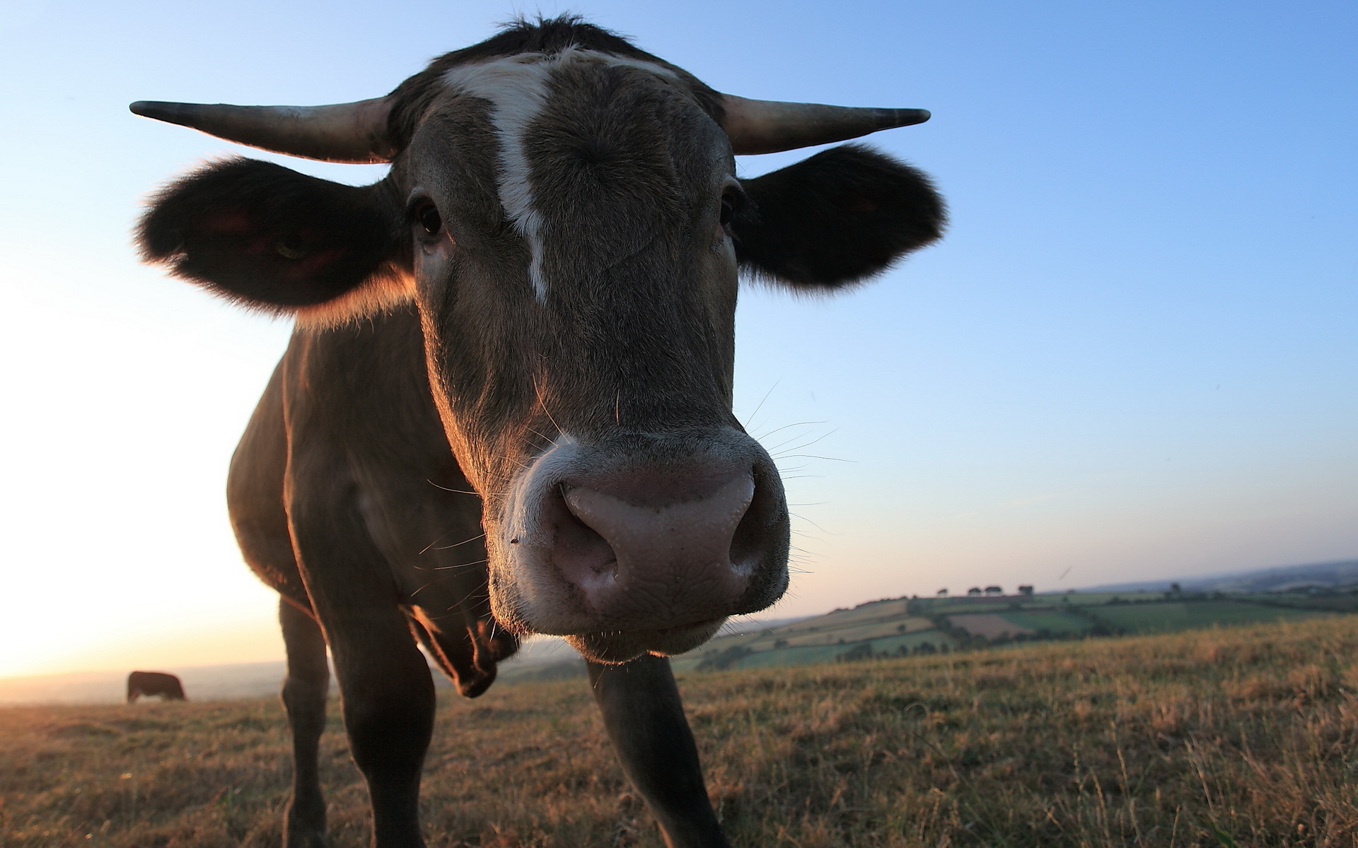 無料モバイル壁紙動物, 牛, 閉じるをダウンロードします。