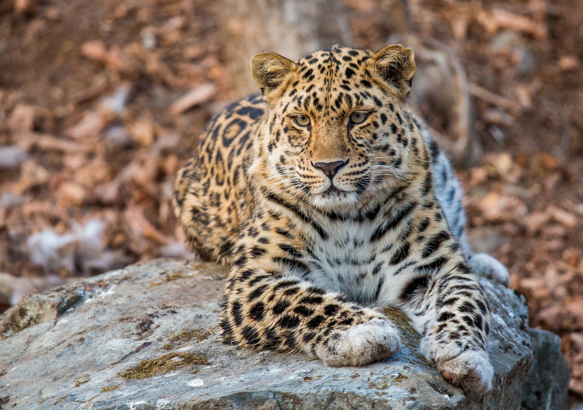 Handy-Wallpaper Tiere, Katzen, Leopard kostenlos herunterladen.