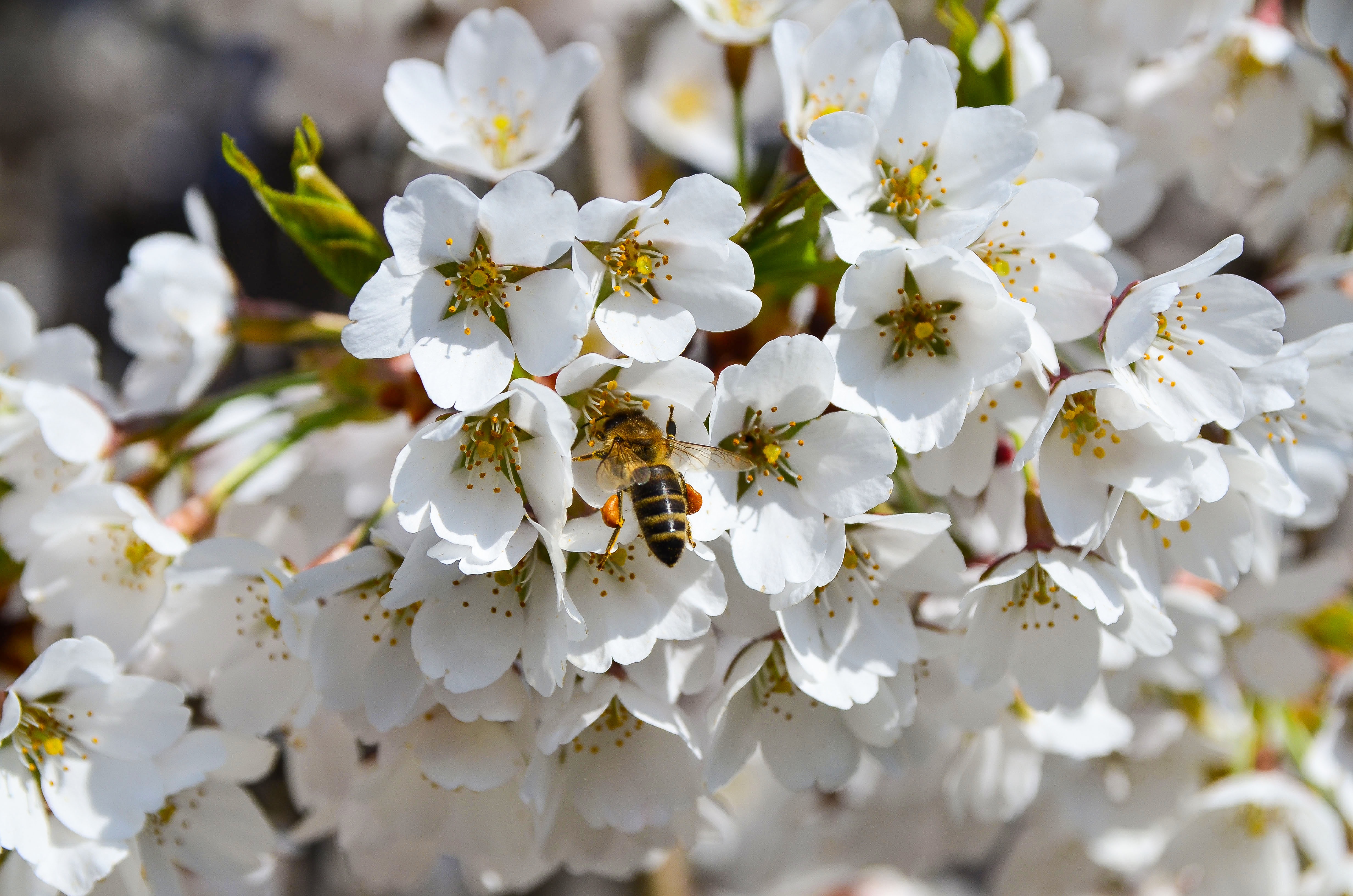 145587 скачать картинку весна, цветение, макро, пчела, опыление - обои и заставки бесплатно