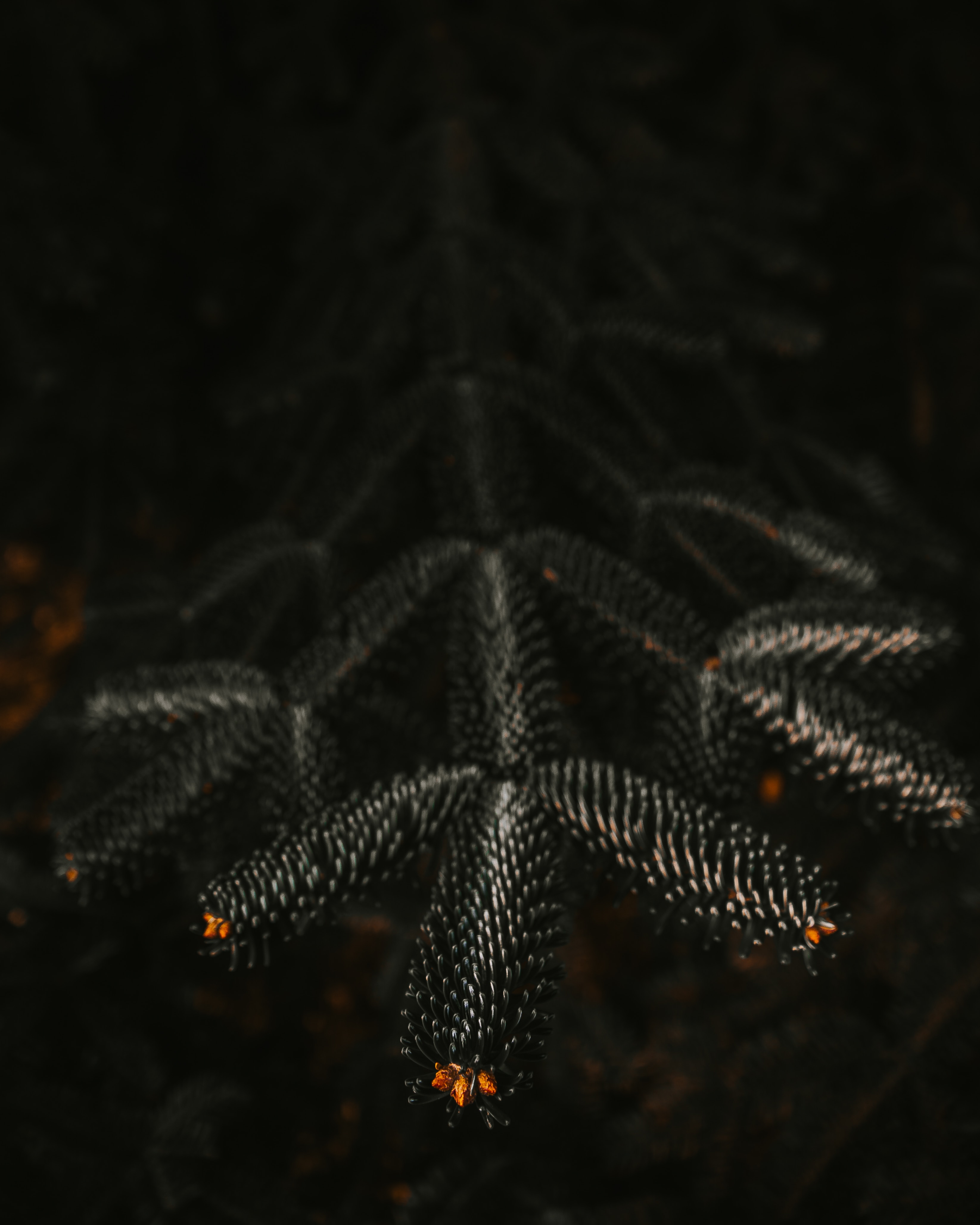 Download mobile wallpaper Needles, Branch, Close Up, Plant, Dark for free.