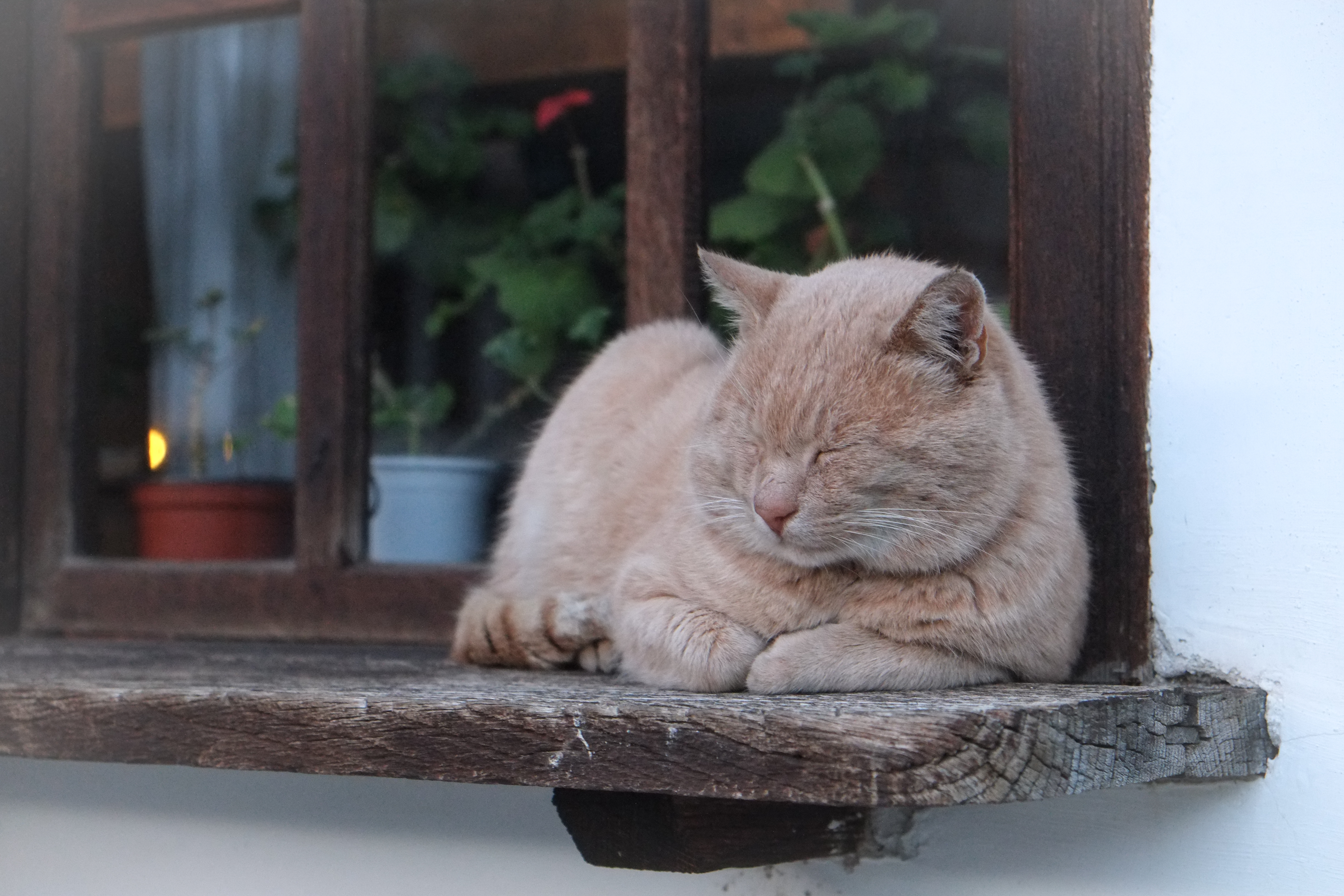 Téléchargez gratuitement l'image Animaux, Chats, Chat, En Train De Dormir sur le bureau de votre PC