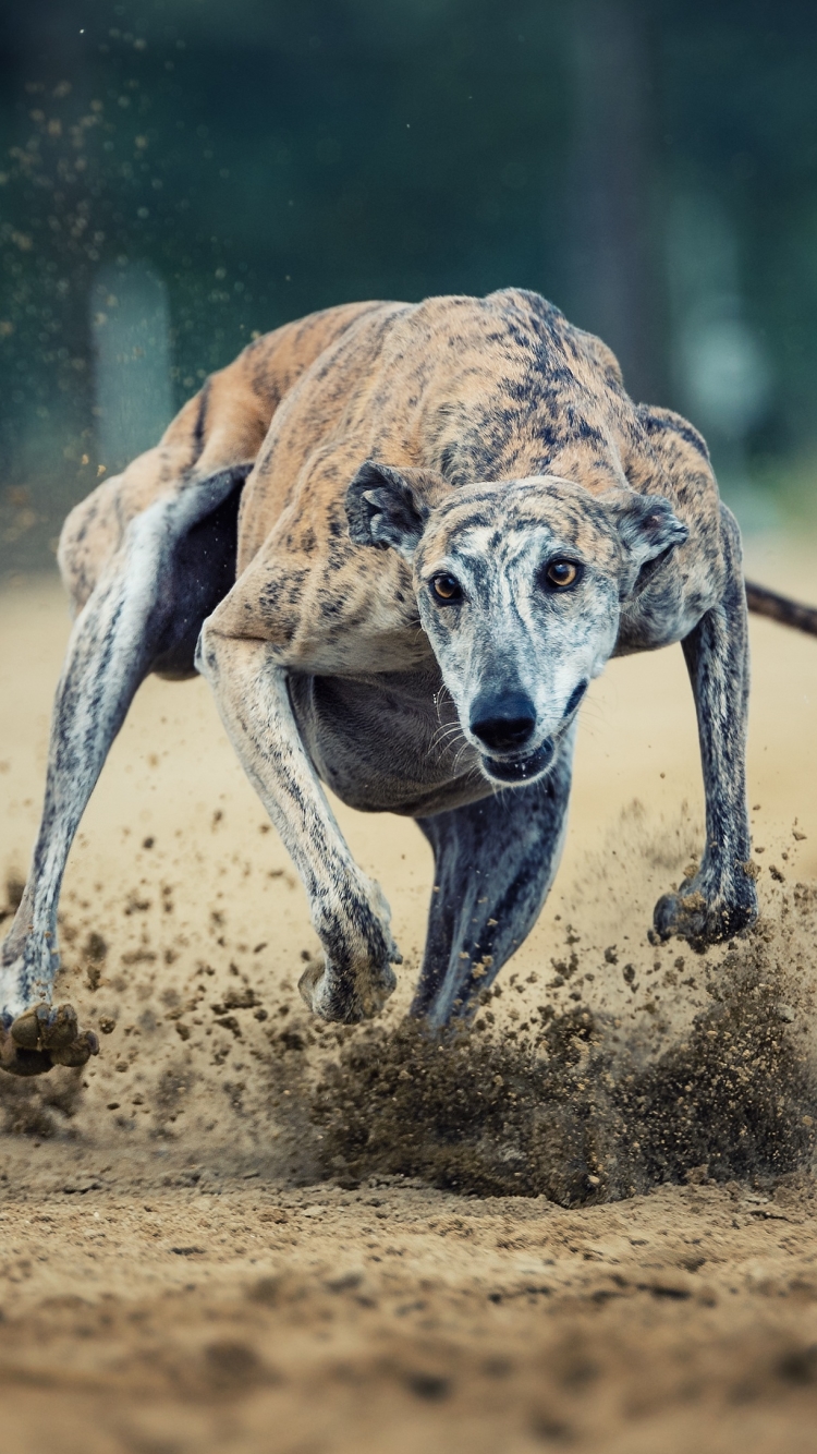 Download mobile wallpaper Dogs, Animal, Running, Sport, Greyhound for free.