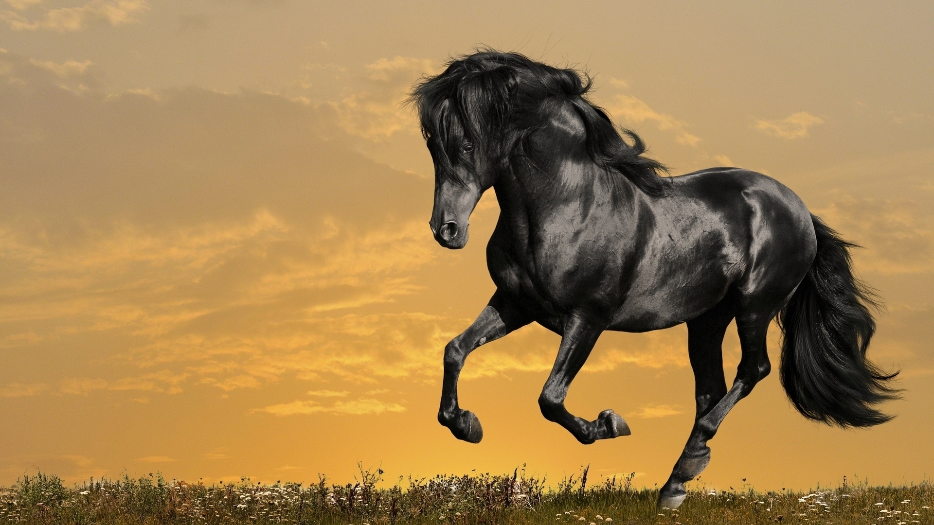 horses, animals Panoramic Wallpaper