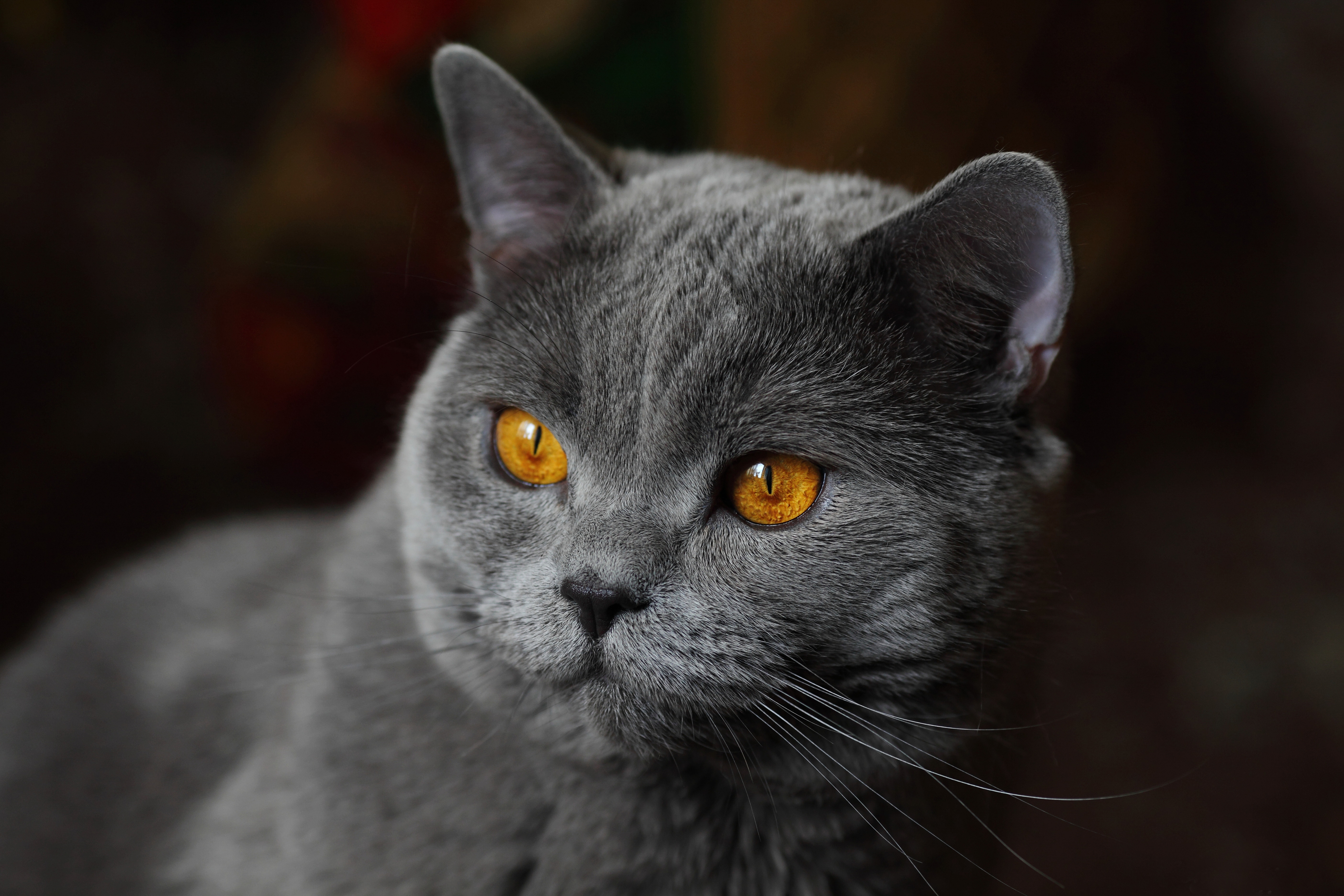 478676 descargar fondo de pantalla animales, británico de pelo corto, gatos: protectores de pantalla e imágenes gratis