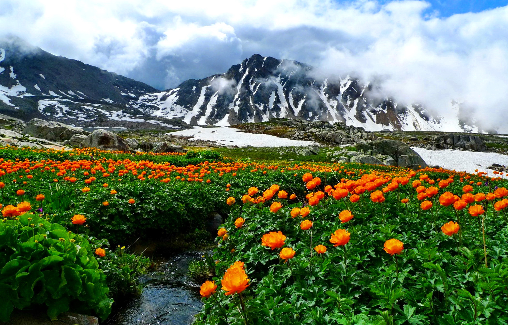 Download mobile wallpaper Landscape, Mountain, Flower, Earth, Cloud, Orange Flower for free.