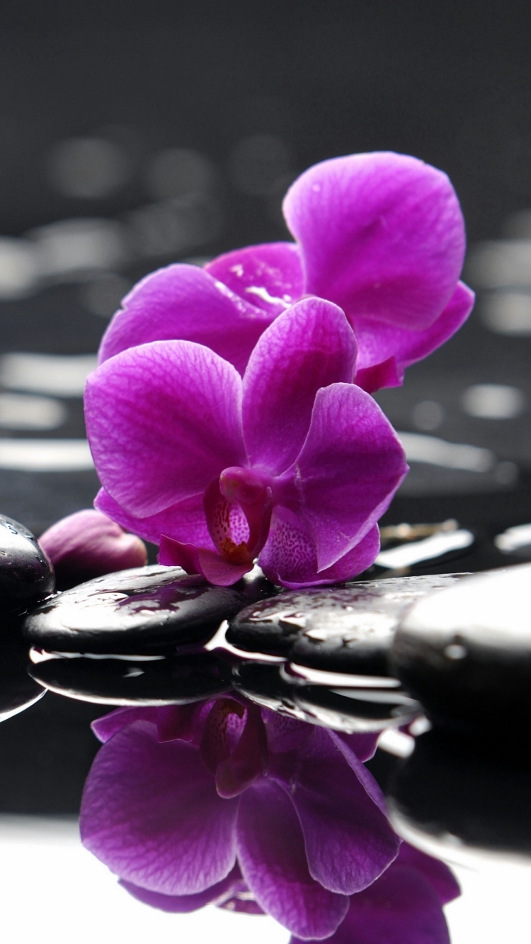 Download mobile wallpaper Flowers, Earth, Orchid for free.