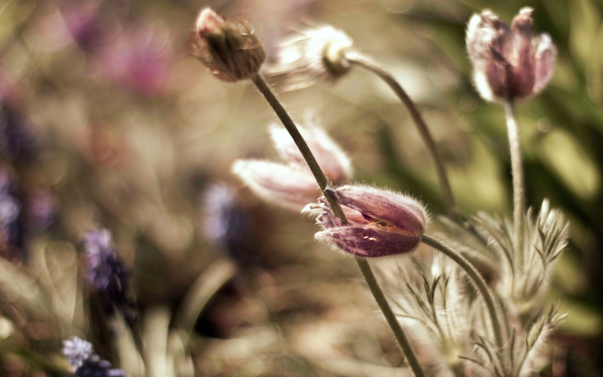 Téléchargez gratuitement l'image Fleurs, Fleur, Terre/nature sur le bureau de votre PC