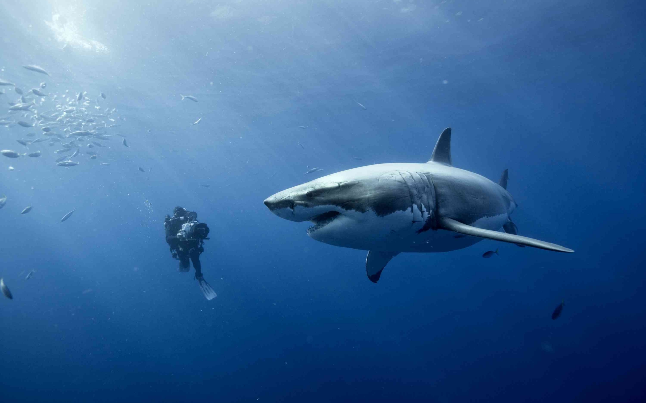 43003 baixar imagens animais, sharks, azul - papéis de parede e protetores de tela gratuitamente