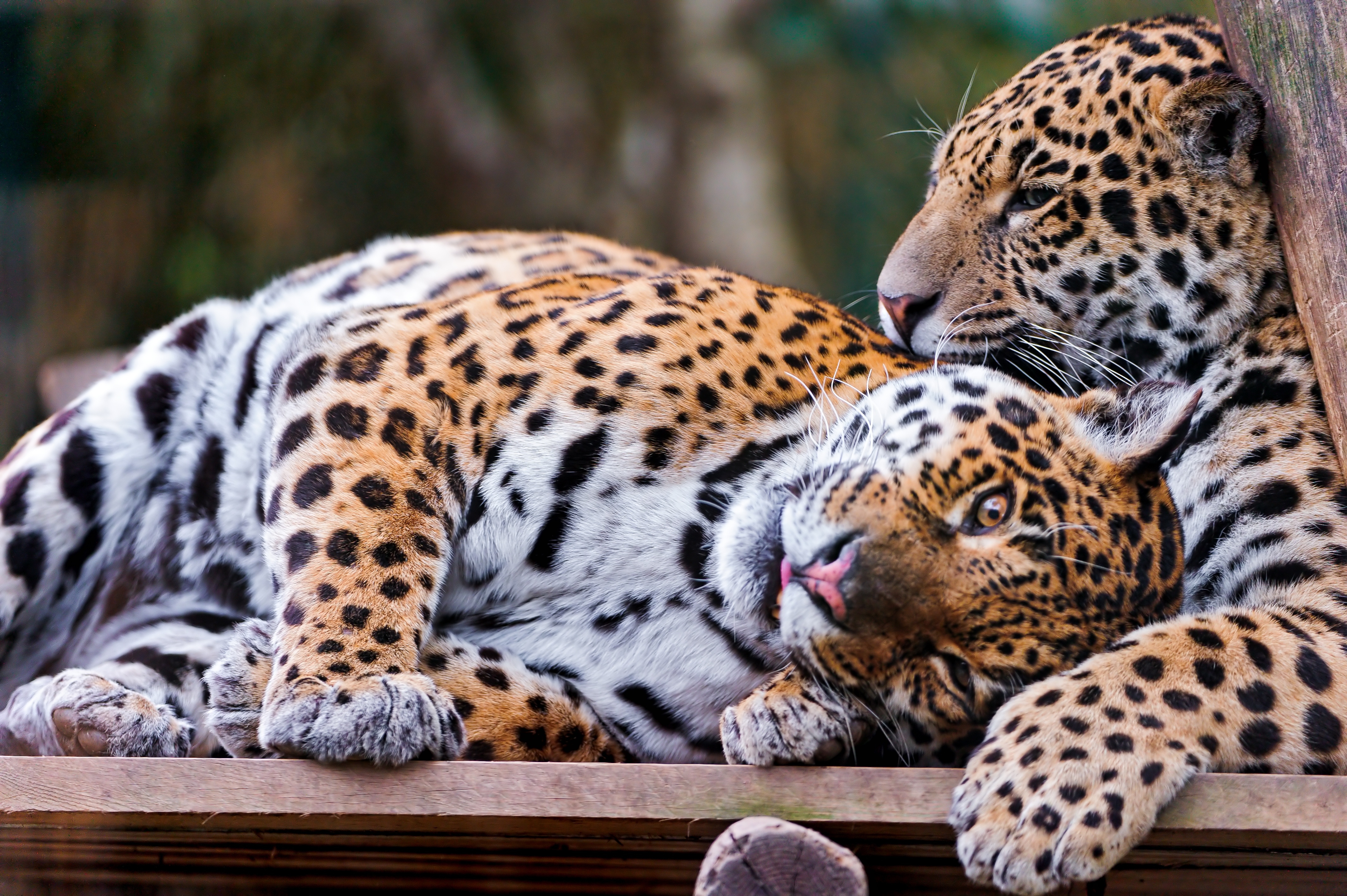 care, animals, predators, couple, pair, sight, opinion, jaguars