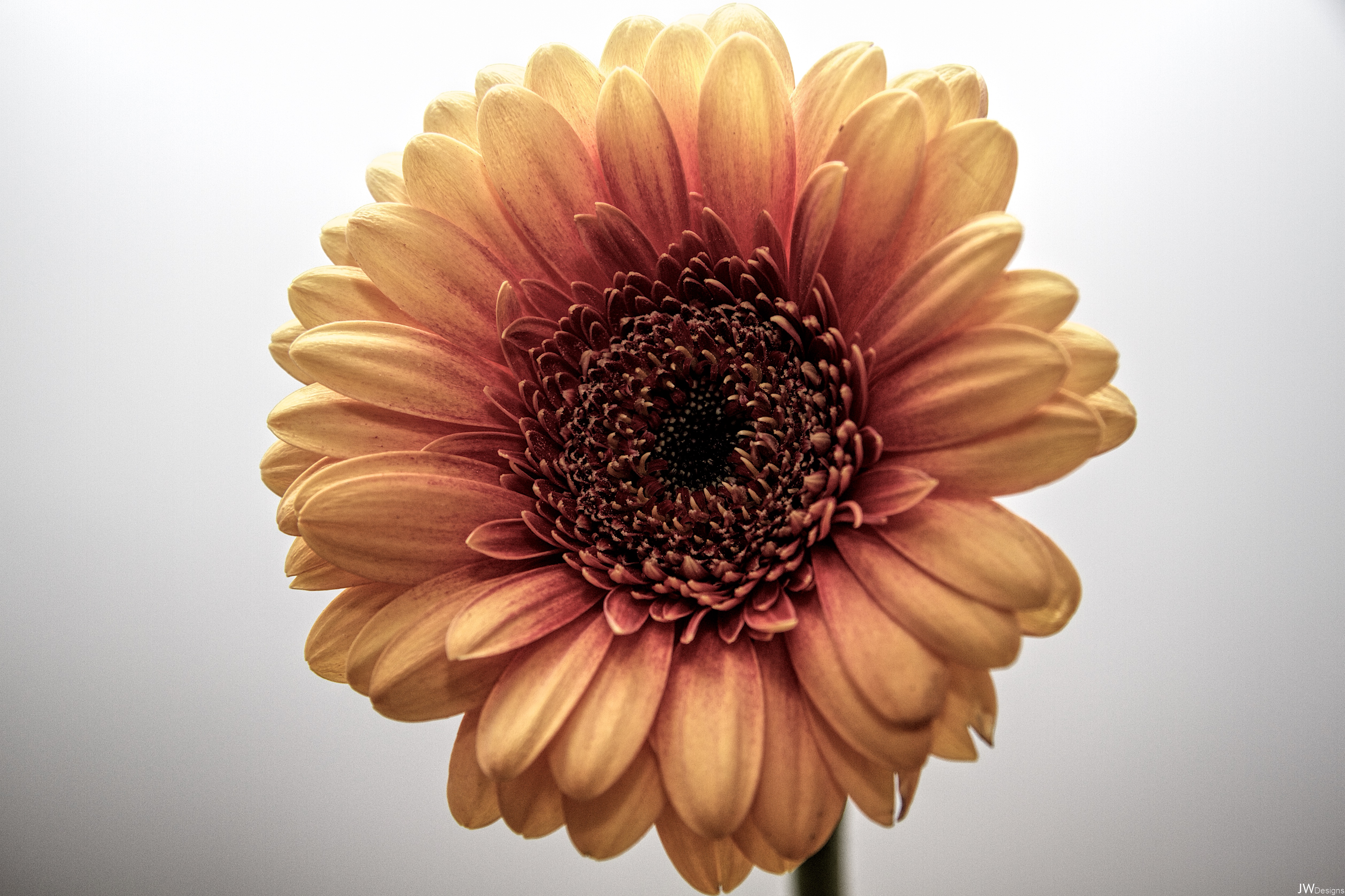 Laden Sie das Blumen, Gerbera, Blume, Erde/natur, Pfirsichblüte-Bild kostenlos auf Ihren PC-Desktop herunter