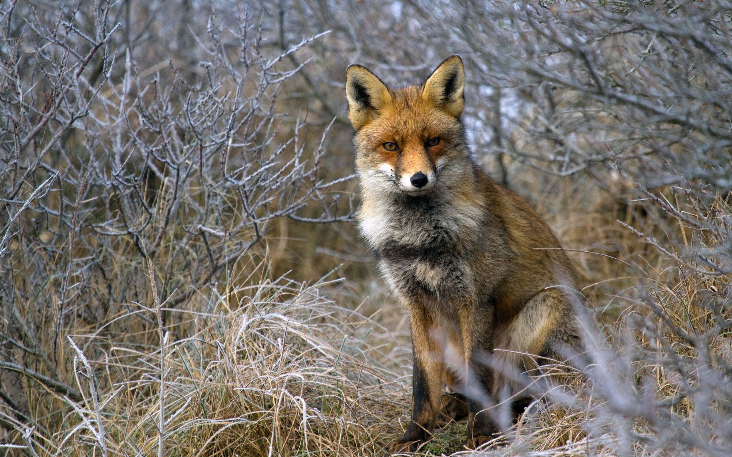 Laden Sie das Sitzen, Ein Fuchs, Tiere, Grass, Fuchs-Bild kostenlos auf Ihren PC-Desktop herunter