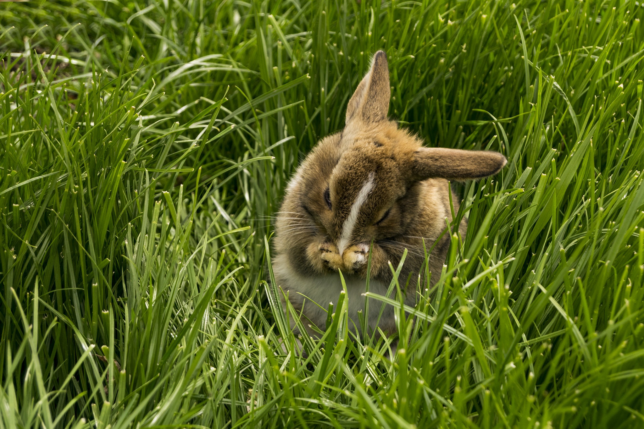 Laden Sie das Tiere, Hase, Gras-Bild kostenlos auf Ihren PC-Desktop herunter