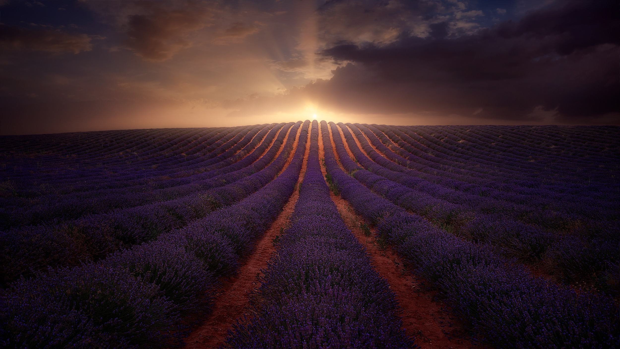 Download mobile wallpaper Flowers, Sunrise, Earth, Field, Lavender, Purple Flower for free.