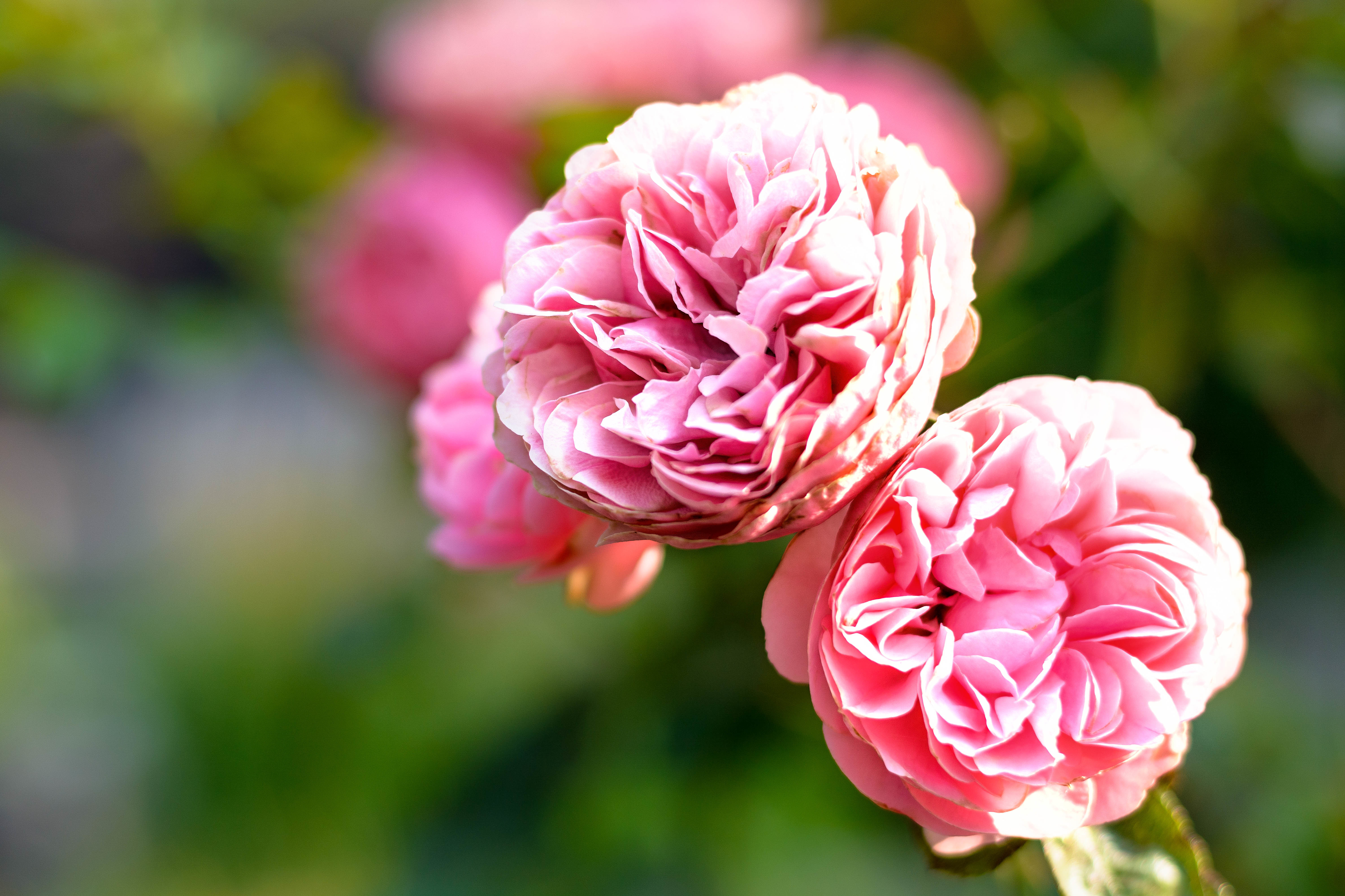 無料モバイル壁紙フラワーズ, 花, 大きい, 地球, ぼかし, ピンクの花をダウンロードします。