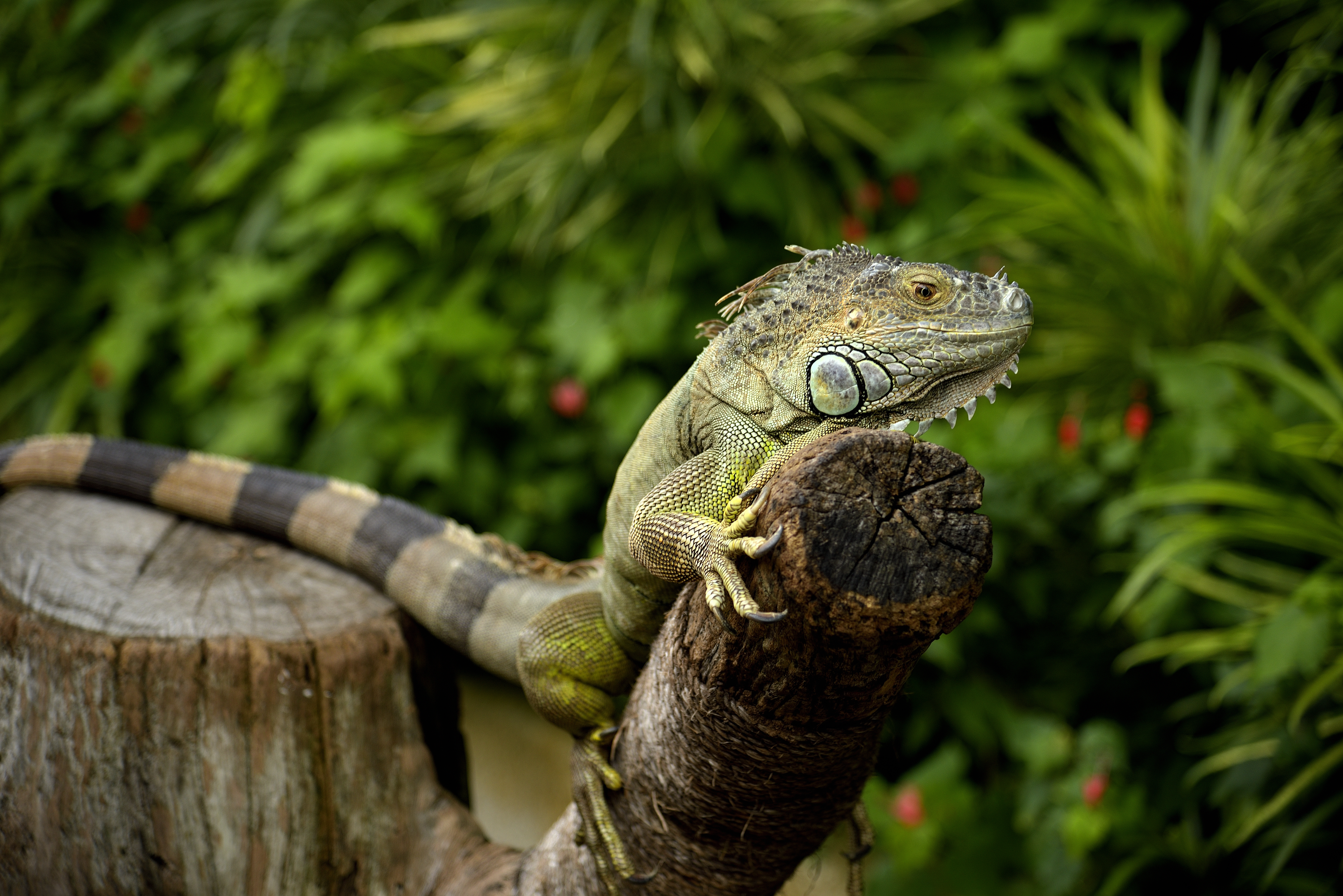 iguana, animals, lizard, reptile, chameleon phone background
