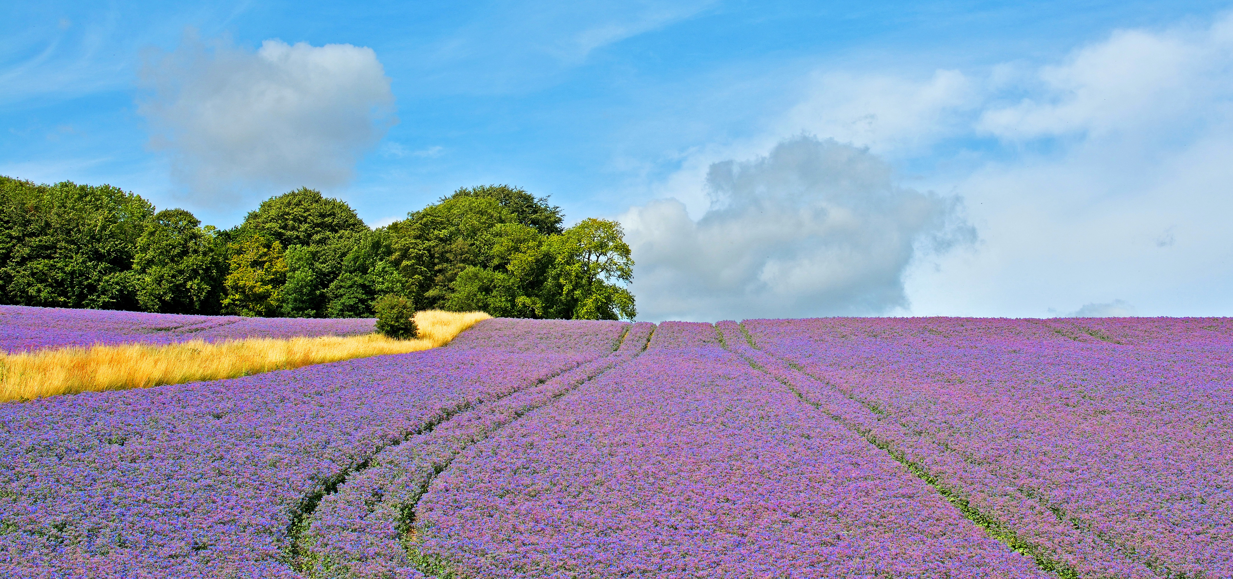 Free download wallpaper Nature, Summer, Flower, Earth, Field, Purple Flower on your PC desktop