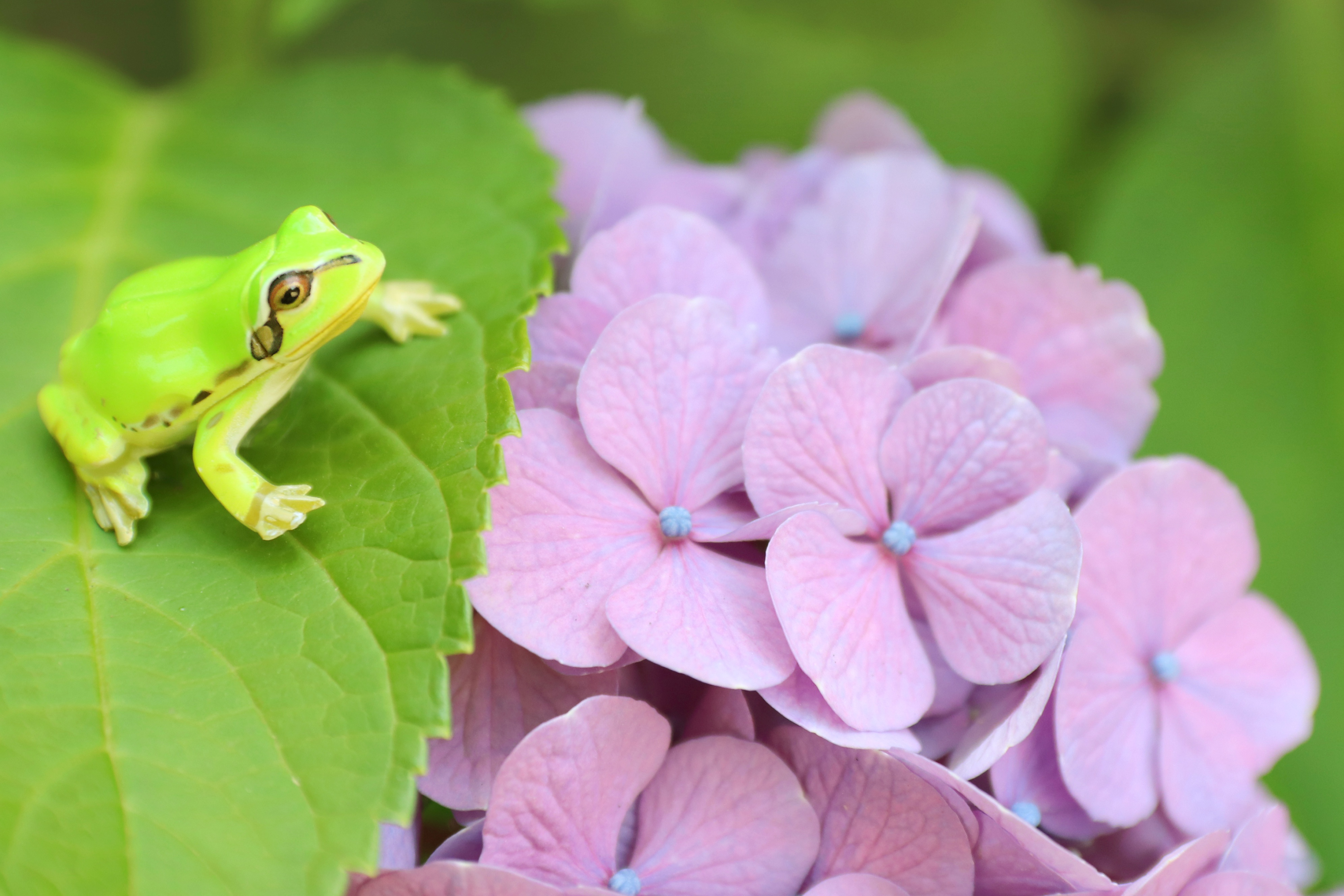 Download mobile wallpaper Frogs, Flower, Animal, Hydrangea, Frog, Amphibian for free.