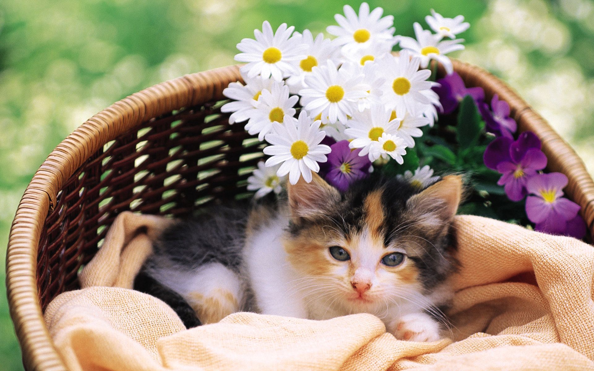 fluffy, kitty, animals, flowers, kitten, to lie down, lie, basket HD wallpaper
