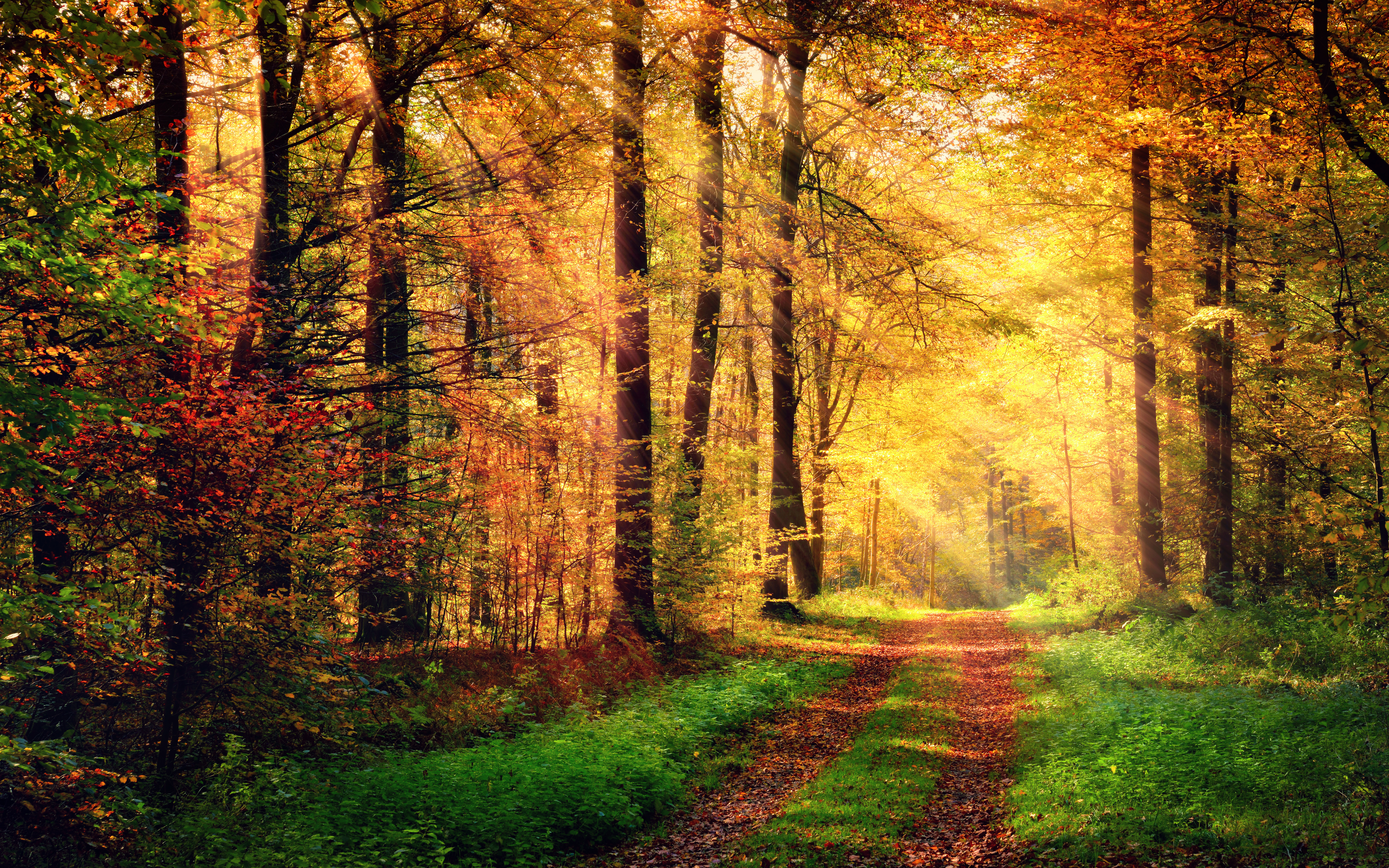 Free download wallpaper Forest, Fall, Photography, Sunbeam on your PC desktop