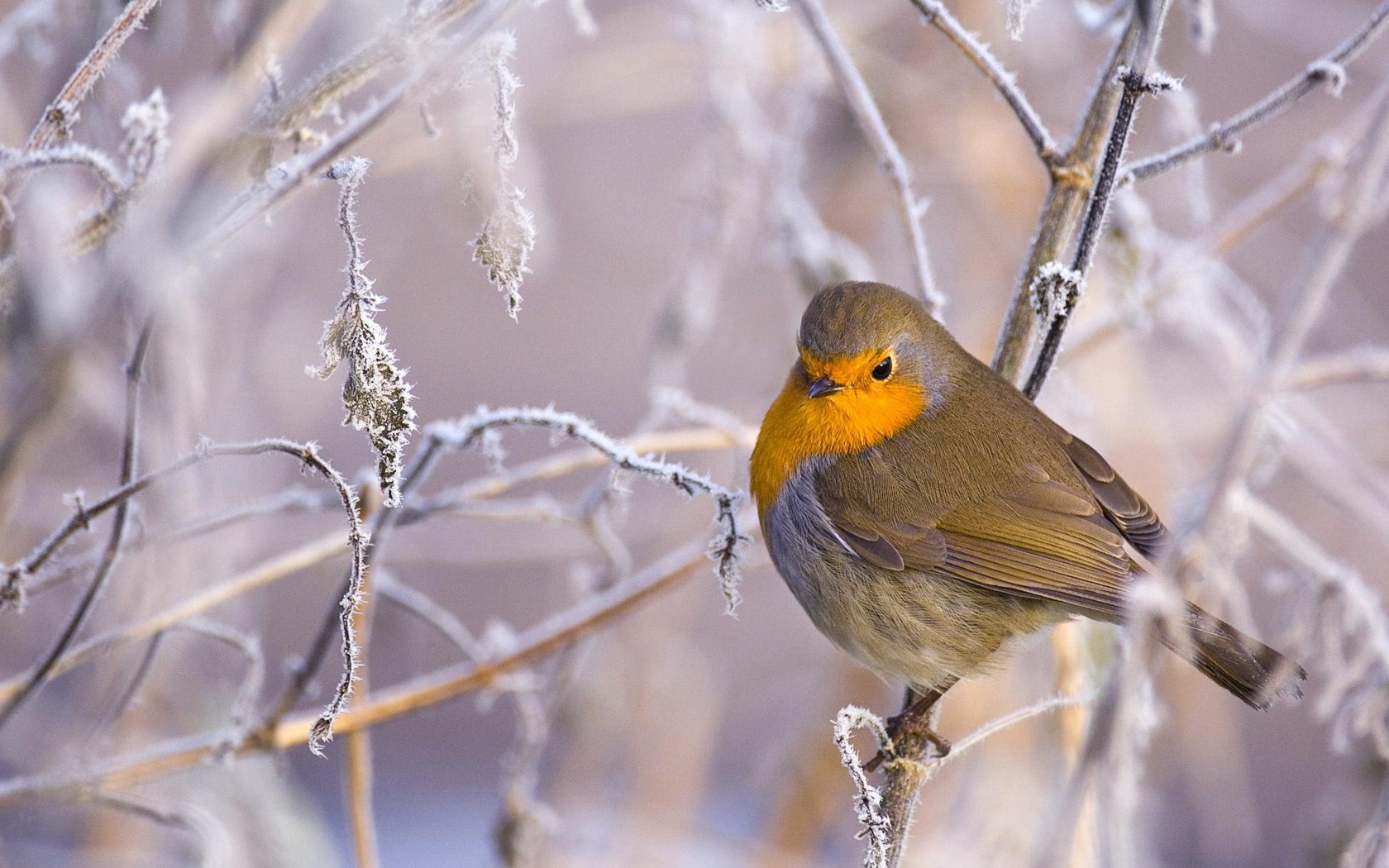 PCデスクトップに動物, 鳥画像を無料でダウンロード