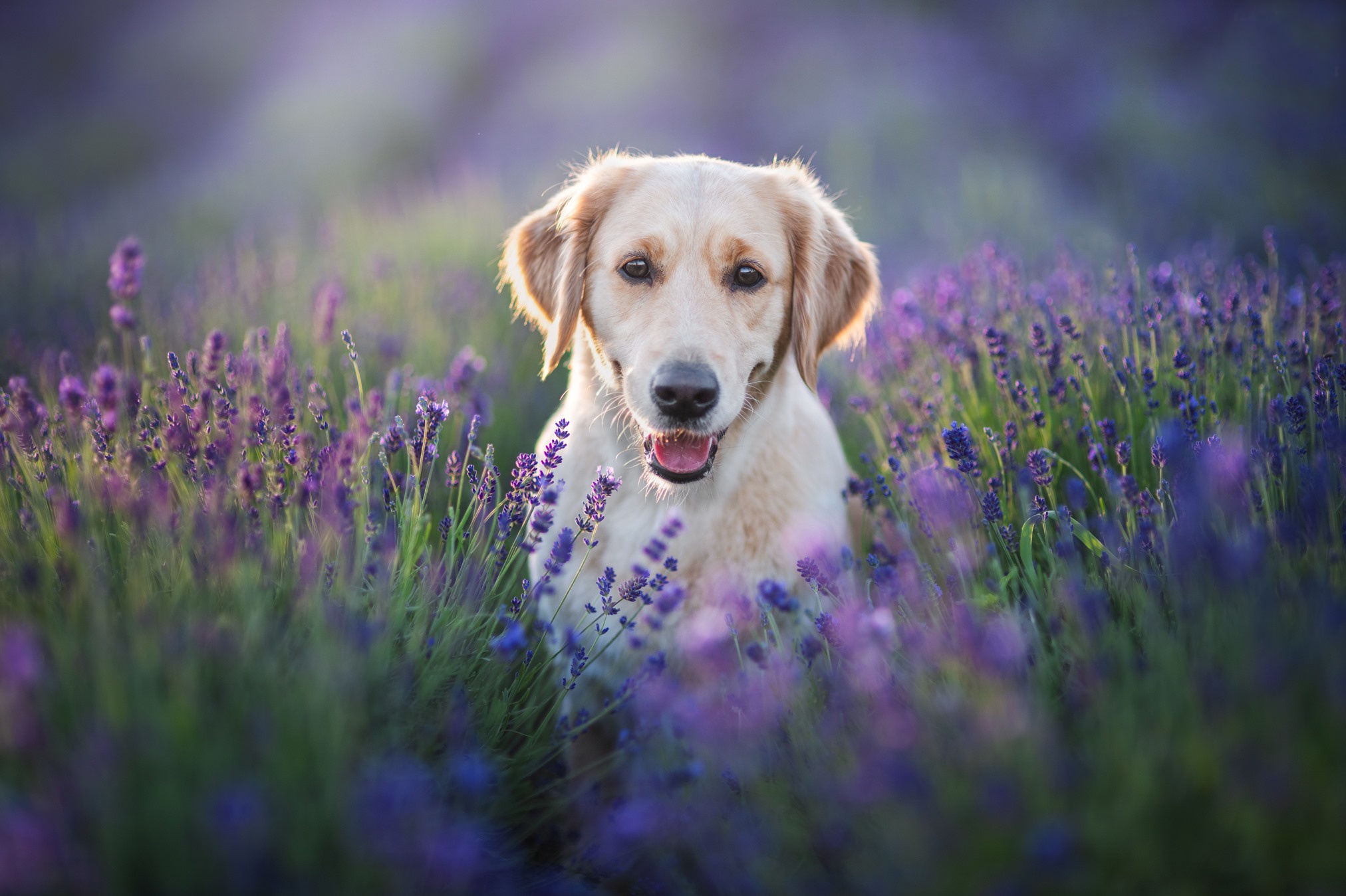 Handy-Wallpaper Tiere, Hunde, Hund, Lavendel, Labrador Retriever kostenlos herunterladen.